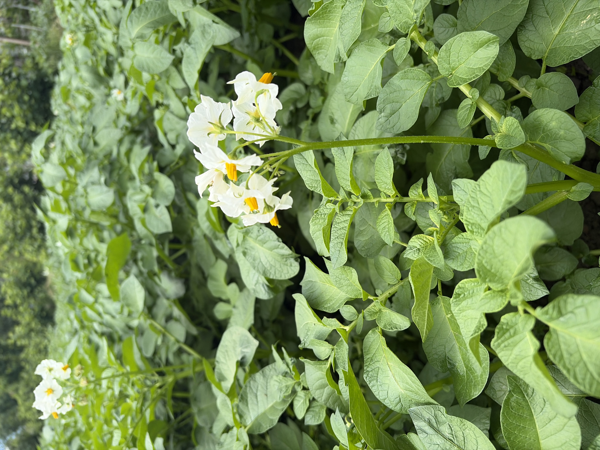 The image shows potato plants in bloom. The flowers are white with yellow centers. The leaves are green and abundant. The location is a garden setting, likely in an agricultural area.