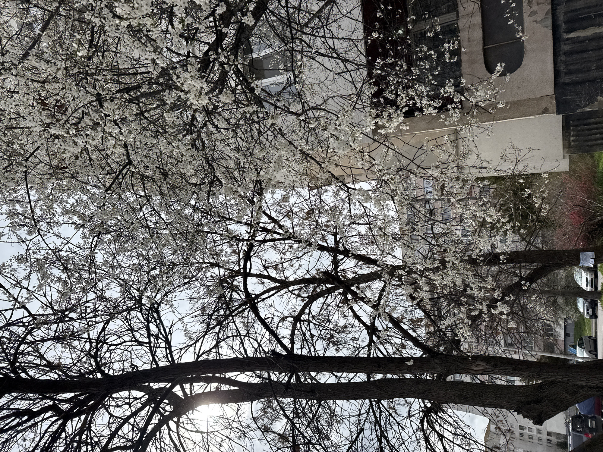 The image, taken in Sofia, Bulgaria, shows a street view framed by blossoming trees. Bare branches are intertwined with white blossoms against a pale sky. A building is partially visible behind the trees, featuring neutral-toned walls and windows. Further back, vehicles are parked along the roadside. The perspective is from below, looking upward through the canopy of trees, with the sun slightly visible through the branches.