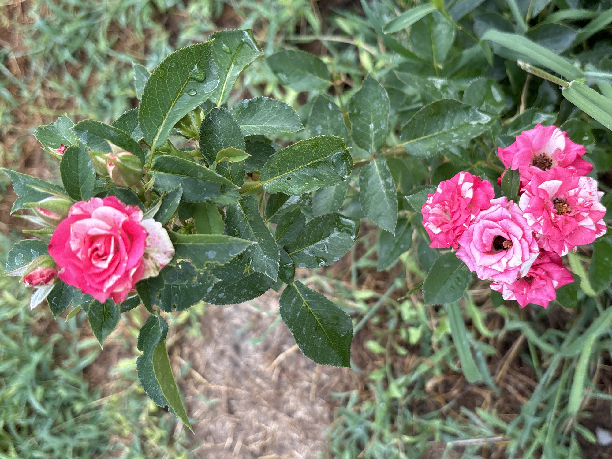 The image shows a close-up, vertical view of a rose bush with vibrant pink and white striped flowers and green leaves. Water droplets are visible on some of the leaves, suggesting recent rain or dew. In the foreground, a cluster of fully bloomed roses is prominent, with a single bud and a partially opened rose above them. The background consists of blurred green foliage and dry, brown earth. The image does not provide any information that would allow for the identification of the city of Taraz, Kazakhstan, or any specific location within it. The scene is devoid of any people, actions, or interactions.