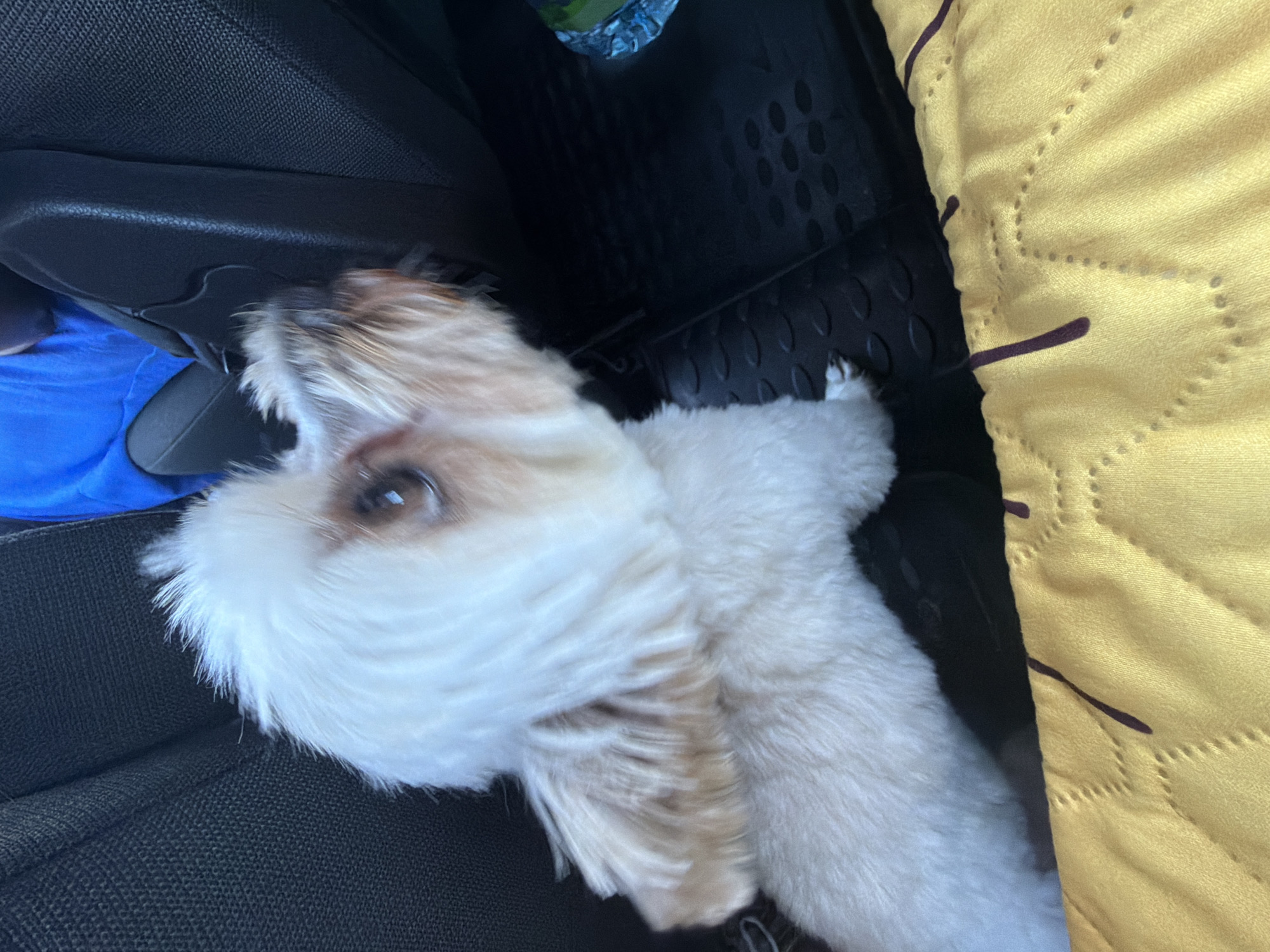 A close-up, slightly blurry shot shows a small, white and tan dog with fluffy fur sitting in the back seat of a vehicle. The dog's head is turned to the right, and its eyes are visible. The dog is positioned on a black floor mat, with a yellow quilted blanket in the foreground. A dark gray seat back is visible to the left, and a black plastic trim piece is to the right. The background shows a hint of a blue shirt. The image appears to have been taken indoors, possibly within the city limits of Domodedovo, Russia, given the vehicle's context.