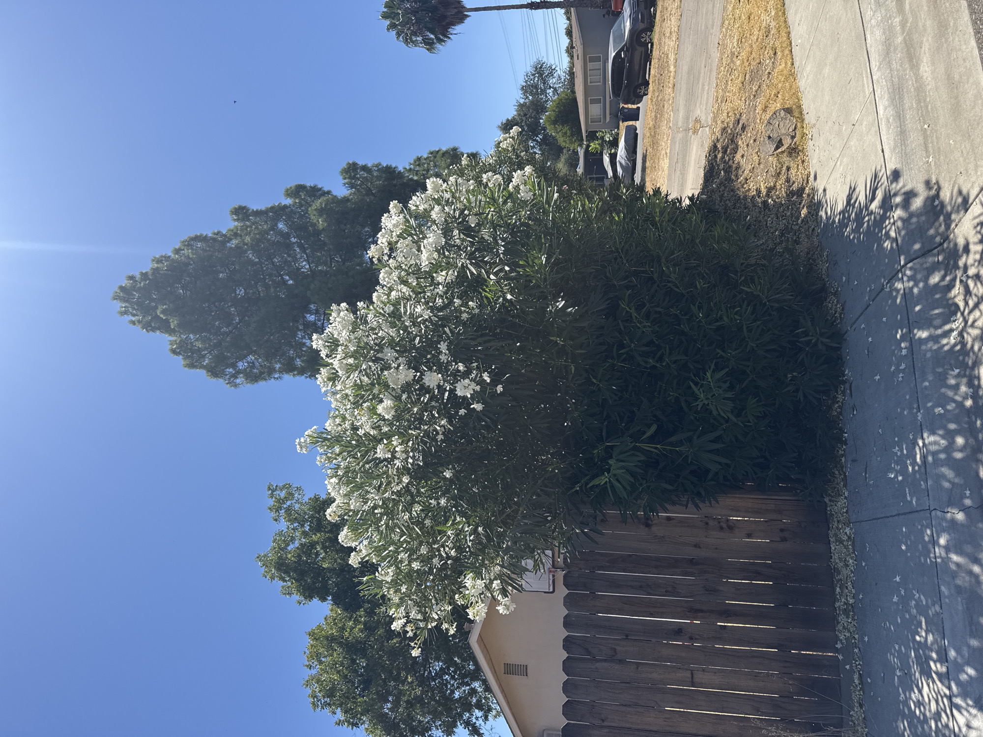The image depicts a bright, sunny day in a suburban residential area of Citrus Heights, California. In the foreground, a grey concrete sidewalk runs along the bottom of the frame, with dappled shadows cast by unseen foliage. To the left, a weathered wooden fence runs parallel to the sidewalk, bordering a property. Behind the fence, a large, lush green bush with abundant white flowers is the central focus, obscuring much of the background.
Beyond the bush, a light-colored house with a sloped roof and a vent is partially visible on the left. The rest of the background reveals a street with a few parked vehicles, including a dark SUV and two cars covered with tarps. A tall palm tree stands on the right side of the image, and power lines stretch across the sky. The sky is a clear, vibrant blue with a bright sun causing a lens flare in the upper left corner. The overall environment is dry and appears to be summer, with brown grass and sparse vegetation on the roadside. There are no people visible in the image.