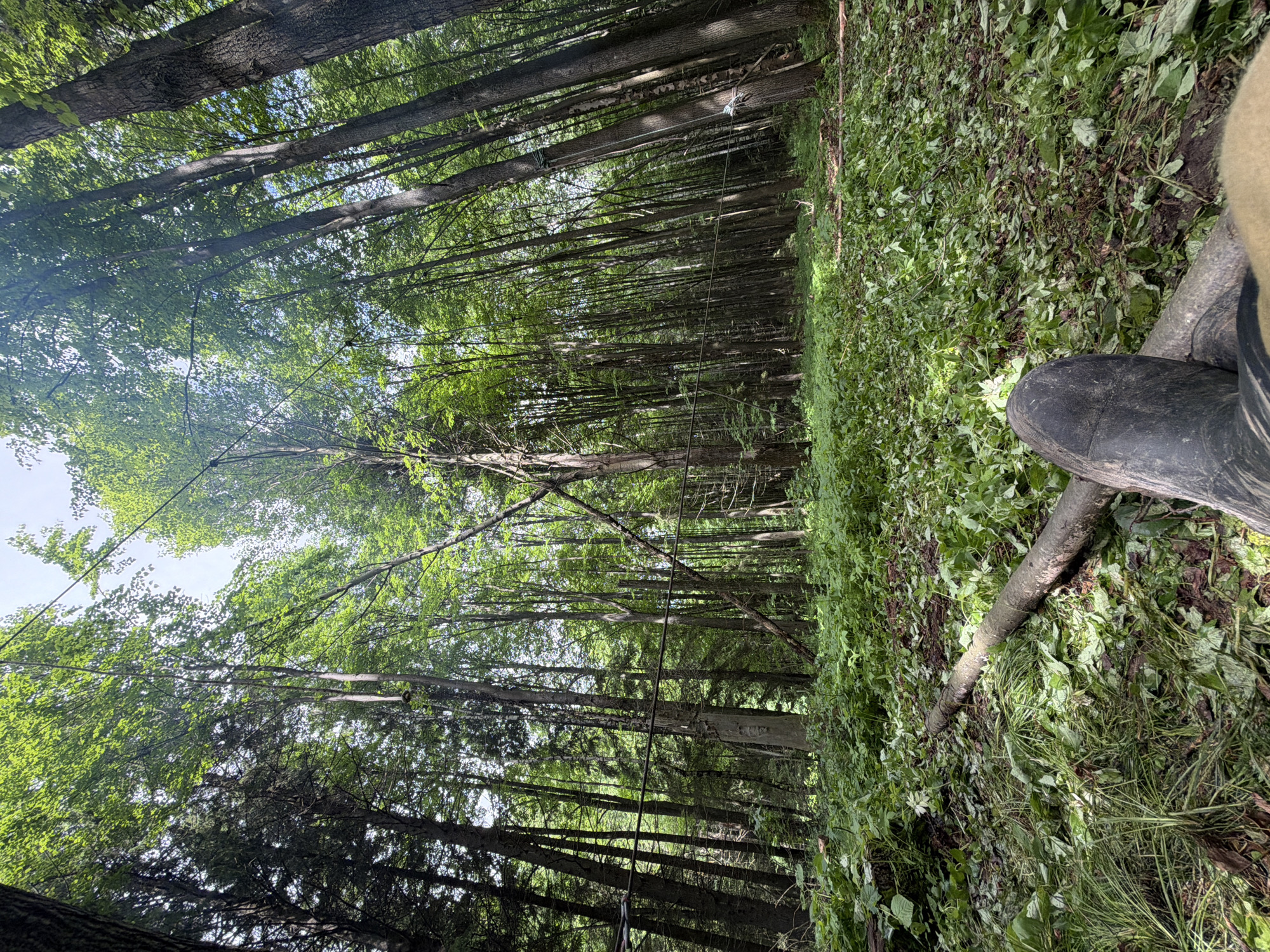 The image presents a low-angle perspective within a dense, sunlit forest, located in the city of Kechur, Russia. In the immediate foreground, a person's left foot, encased in a dark, worn boot, is positioned horizontally, resting on a fallen log or branch. The forest floor is extensively covered with a dense layer of green undergrowth and scattered foliage, indicative of recent disturbance or cutting. Tall, slender deciduous trees with full green canopies dominate the midground and background, their trunks ascending towards a bright sky visible through gaps in the foliage. Several horizontal lines, appearing to be ropes or cables, are strung between multiple trees across the scene, with various white or light-colored attachments and markings visible on some tree trunks, particularly on the right side. Dappled sunlight filters through the tree canopy, illuminating parts of the forest floor. No other individuals or active subjects are present.