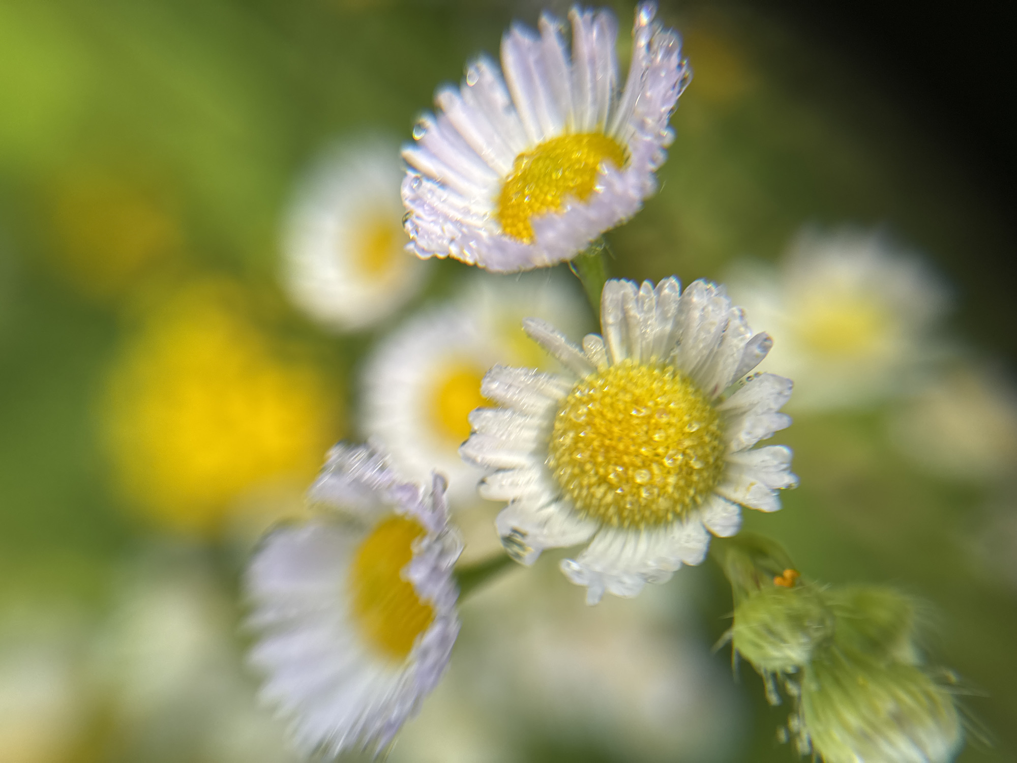 The image shows a close-up, macro photograph of several small white flowers with yellow centers, possibly daisies, with dew drops on their petals. The flowers are in focus in the foreground, with some blurred yellow and green bokeh in the background, suggesting a natural outdoor setting. There are no people or any discernible city elements visible in the image. Therefore, the location in Bortnikovo, Russia, cannot be determined from the visual information provided.