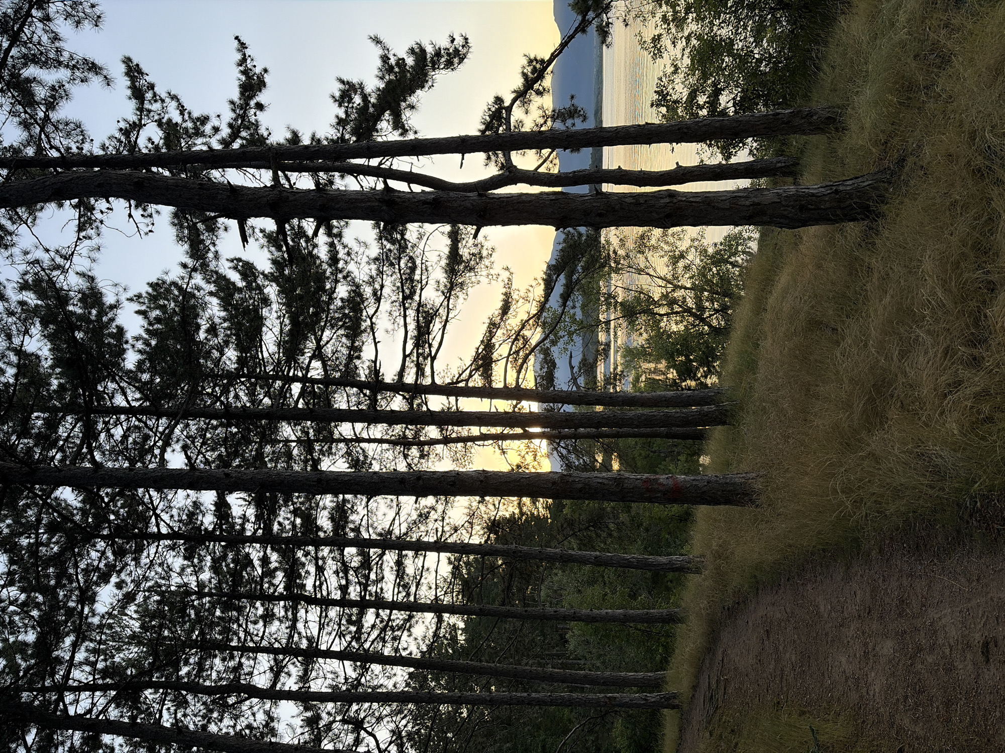 The image depicts a pathway winding through a stand of tall pine trees on a grassy slope overlooking a body of water. The setting appears to be a park or natural reserve. The time of day is likely late afternoon or early evening, given the warm, golden light illuminating the water and the sky. The water is calm and reflects the light, suggesting a lake or a wide river. In the distance, rolling hills or mountains are visible against the horizon. The foreground is dominated by the path and the pine trees, with dry grass growing around their bases. The scene conveys a sense of tranquility and natural beauty. The location is identified as the area surrounding Koprinka, Bulgaria, known for its lake and surrounding natural landscapes.