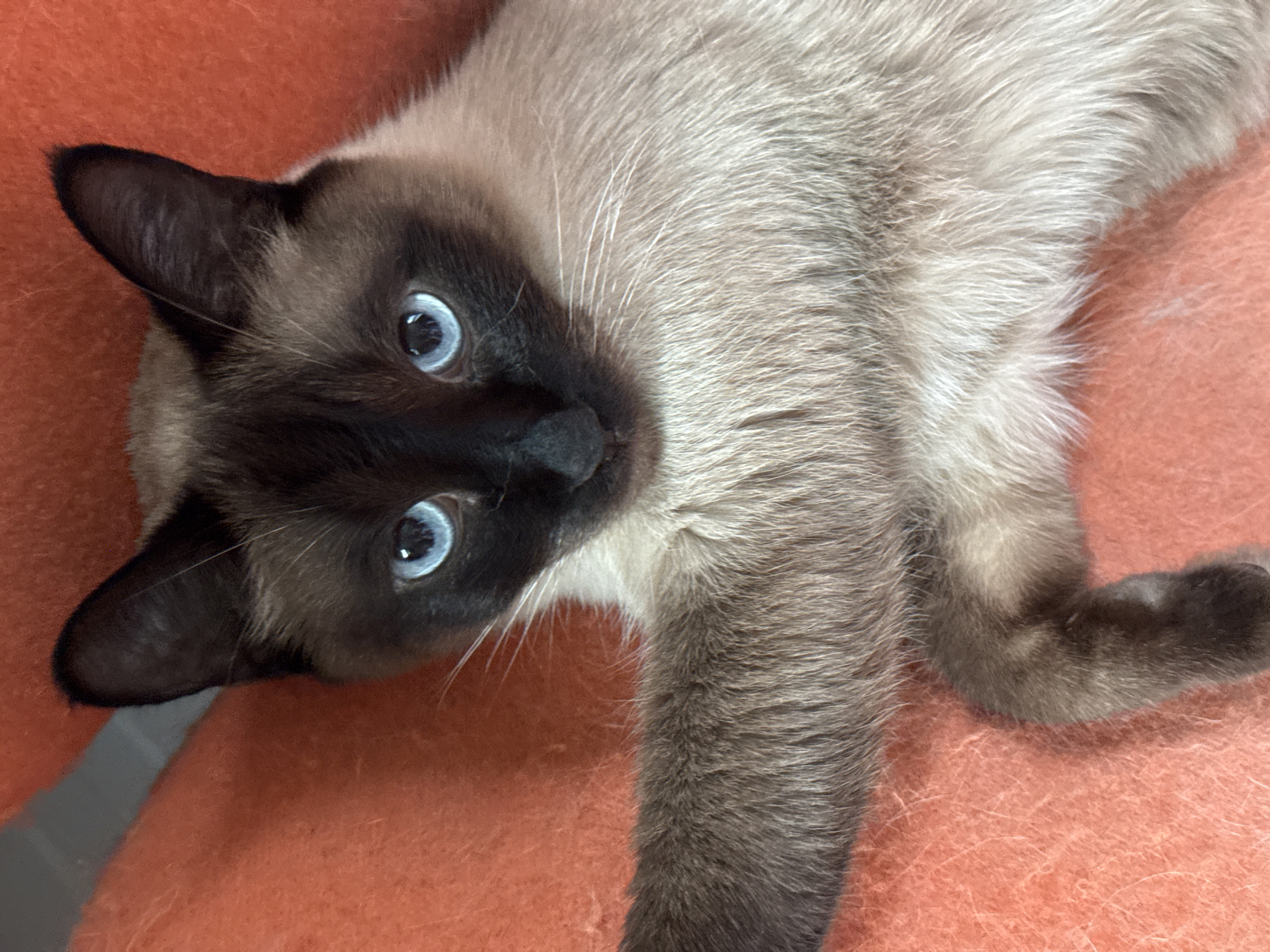 A close-up, eye-level shot features a Siamese cat resting on an orange, textured surface. The cat's head is tilted slightly, and its bright blue eyes are looking directly at the camera. Its fur is a mix of cream and brown, with darker brown markings on its ears and face. The cat's front paw is extended towards the left side of the frame. The background is out of focus, but the orange texture appears to be fabric. The image is well-lit, highlighting the cat's features. The location is not specified in the image.