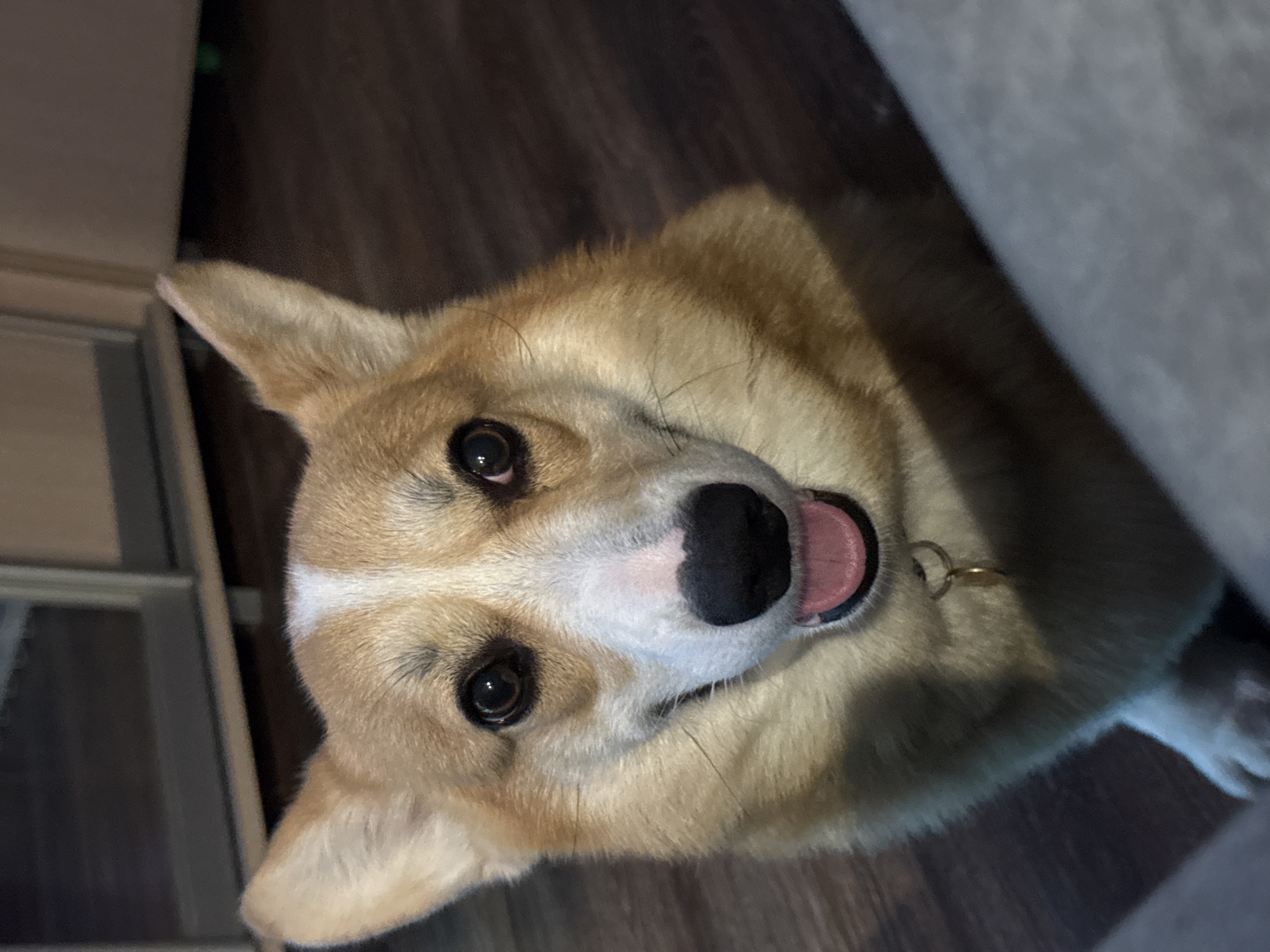 A close-up, high-angle shot shows a tan and white corgi dog looking directly at the camera with its head tilted. The dog's tongue is slightly visible. The background includes a dark wood-like floor and a partially visible white object, possibly furniture. There is no information to indicate this photo was taken in Votkinsk, Russia.