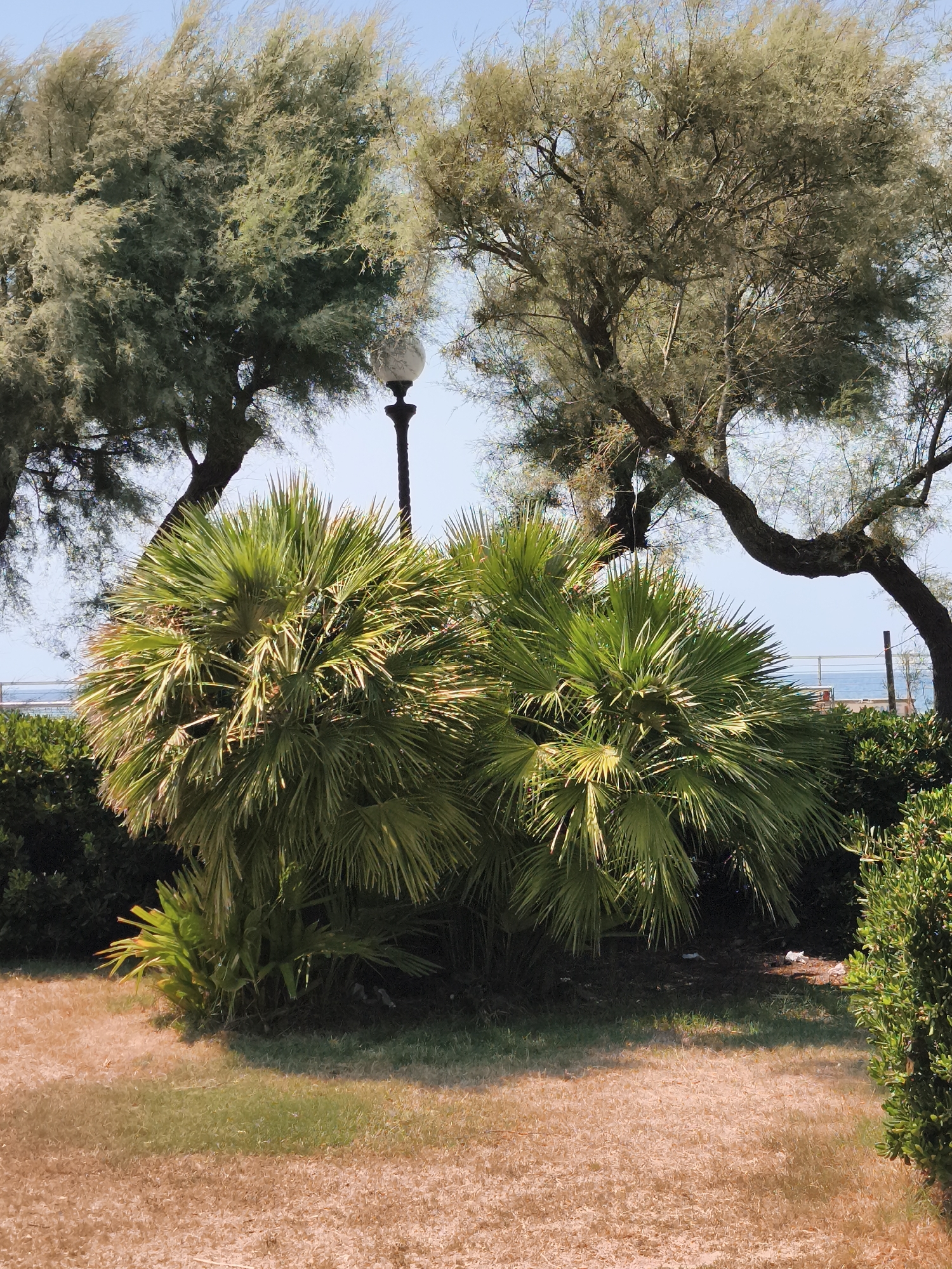 The image depicts a park area with two large, wind-blown trees in the background, their branches covered in fine foliage. In the foreground, two bushy palm plants are prominent, with lush green fronds. A single lamppost stands between the larger trees. The ground is covered with patchy dry grass and some areas of greener grass. Beyond the foliage, a glimpse of the sea and a railing can be seen, suggesting a coastal location. There are no people visible in the scene. The scene appears to be a well-maintained public garden.