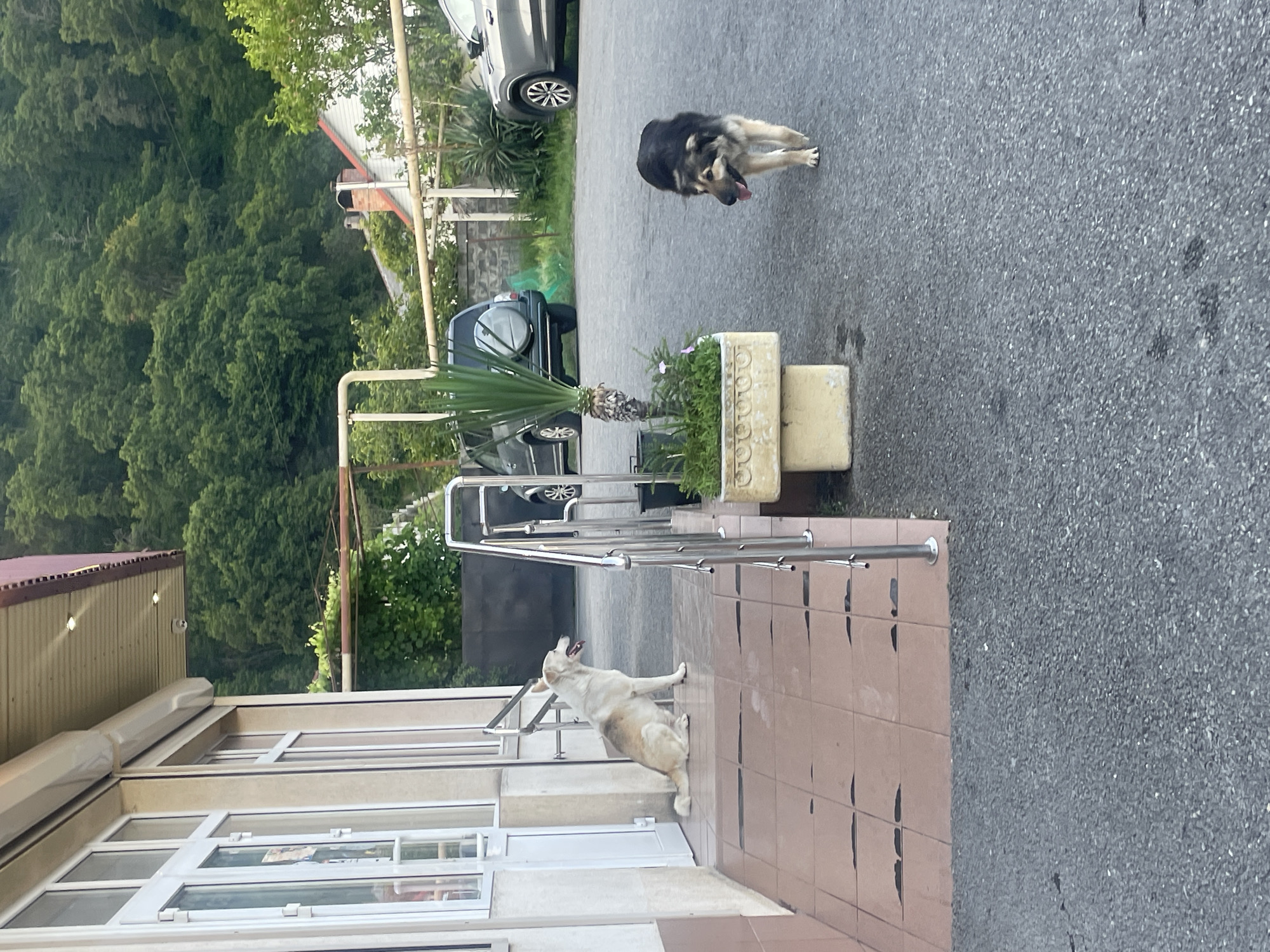 This image depicts an outdoor scene in Baranovka, Russia, featuring two dogs. On the left, a light-colored dog with tan markings is sitting on a tiled ramp leading up to a building with white-framed windows and doors. The building has a brown corrugated roof with two security cameras visible. To the right of the ramp, a planter with a palm-like plant and some smaller greenery is situated. Further to the right, a dark-colored dog with tan markings is walking towards the viewer on an asphalt surface. In the background, several vehicles are parked, including a dark SUV and a silver sedan. Beyond the vehicles and a low wall, lush green trees cover a hillside, and a residential building with a red-tiled roof is visible. The overall environment suggests a semi-urban or suburban setting with a backdrop of natural landscape.