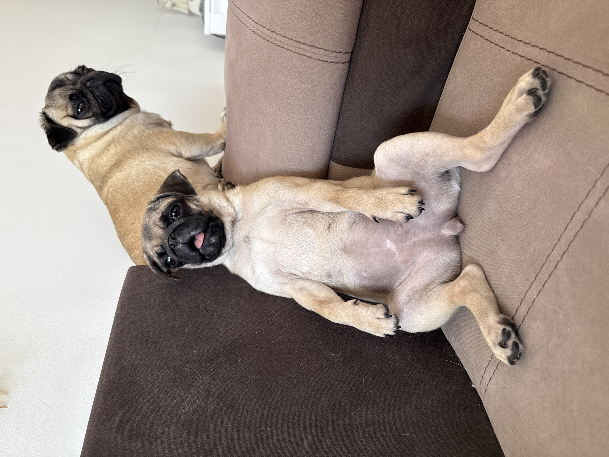 Two pugs are sitting on a couch. The pug in the foreground is a fawn-colored pug with a black mask, and it is sitting in a relaxed, almost human-like pose, with its legs spread apart and its tongue sticking out slightly. The pug in the background is also fawn-colored with a black mask, and it is sitting upright and looking to the side. The couch appears to be made of a brown fabric, and there is a white wall behind the couch. The scene is well-lit, with natural light coming from the right side of the image.