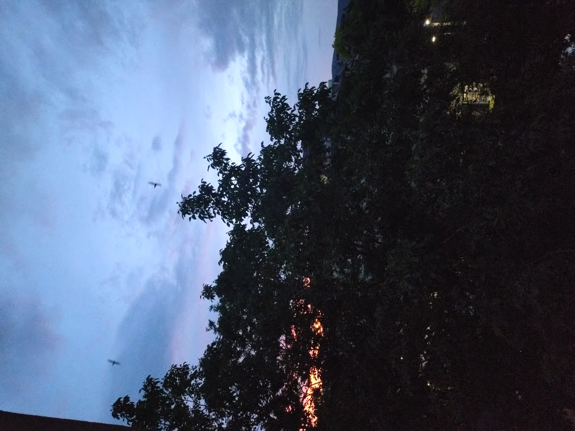 This image captures a twilight scene in Stara Zagora, Bulgaria. Silhouetted against a dusky sky, a large tree dominates the right side of the frame, its dark foliage obscuring much of the background. Through the leaves, hints of orange and yellow light suggest the last rays of sunset, or possibly artificial lights from a building. The sky above is a gradient of blues and grays, with streaks of clouds that appear textured. Two birds are visible in flight against this sky, small dark shapes in the vast expanse. In the upper right portion of the image, beyond the tree, a dimly lit building or structure can be seen, with a few points of light indicating windows. The overall mood is serene and a bit melancholic, typical of the transition from day to night. The presence of trees and the sky suggests an outdoor setting, possibly a park or a residential area with mature vegetation. The time of day is clearly evening, as indicated by the low light and the colors of the sky. No text is visible in the image.