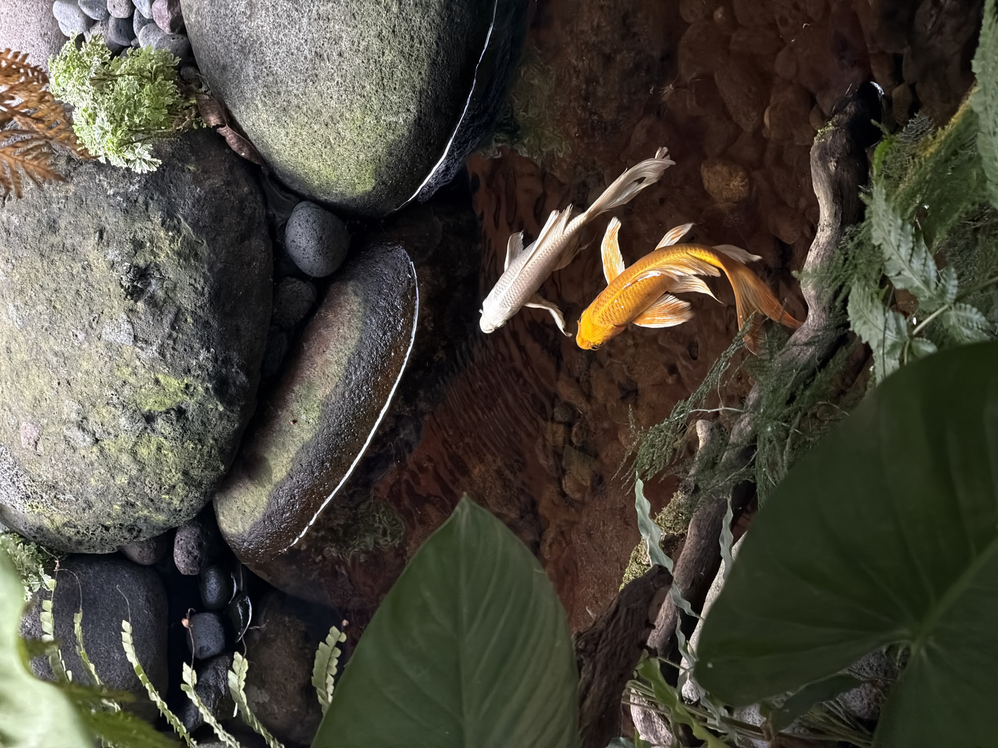 This image captures a close-up, overhead view of a water feature, likely a pond or tank, surrounded by rocks, greenery, and other natural elements. The scene includes two koi fish, one gold and one white, swimming in the water. The edges of the water feature are lined with various types of rocks and vegetation, including moss and ferns. A large, glossy green leaf is visible in the foreground, partially obscuring the view. Based on the visual information available, it is impossible to confirm if this photograph was taken in North Kuta, Indonesia.