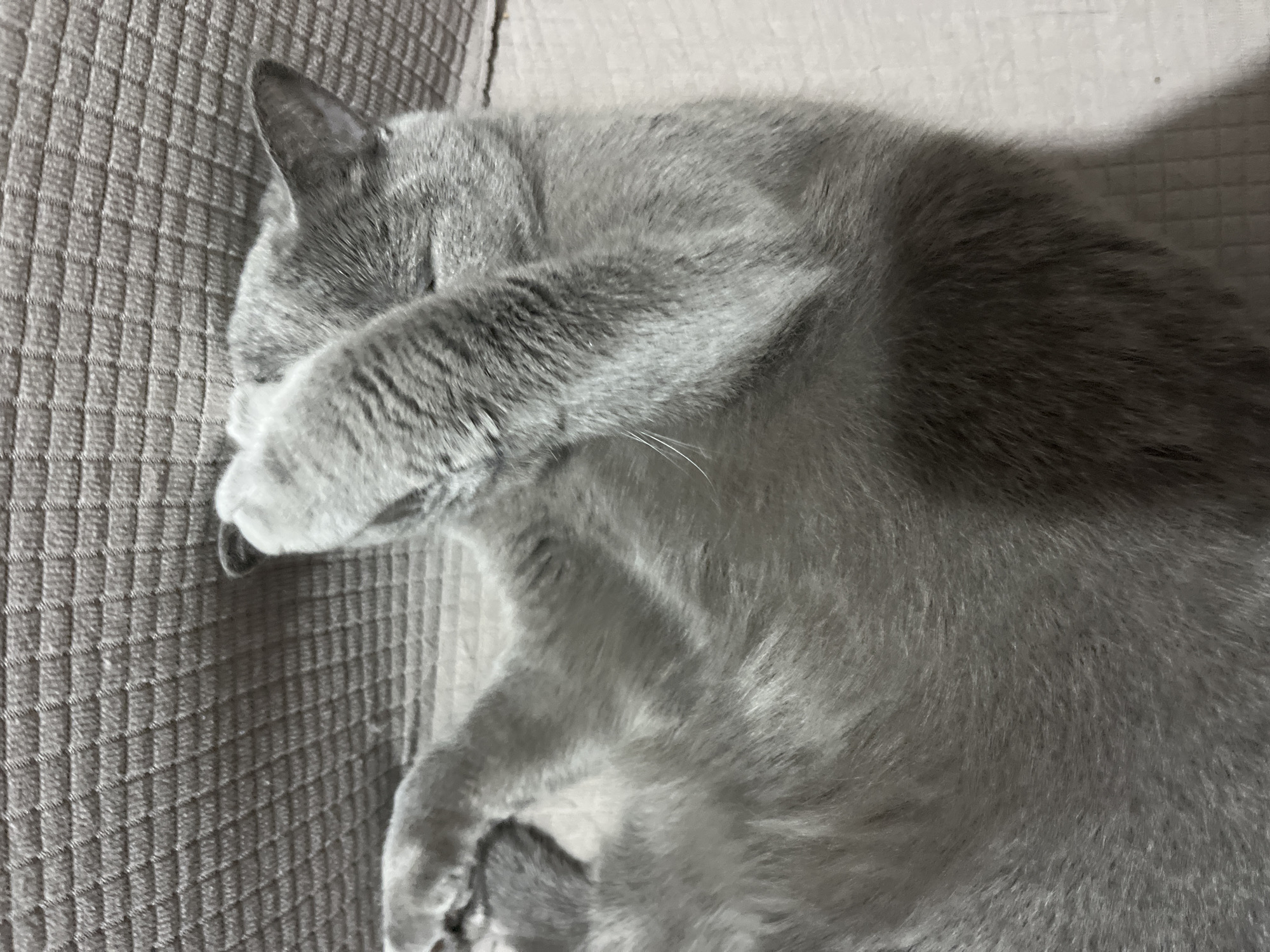 A gray cat is curled up on a textured, gray surface, possibly a couch or chair. The cat has its paw covering its face, seemingly shielding itself from the light or simply resting comfortably. The image appears to be taken indoors under natural lighting. The cat's fur is short and dense, and its posture suggests it is relaxed and asleep. No information in the image allows for determination of Alanya, Turkey as the location.