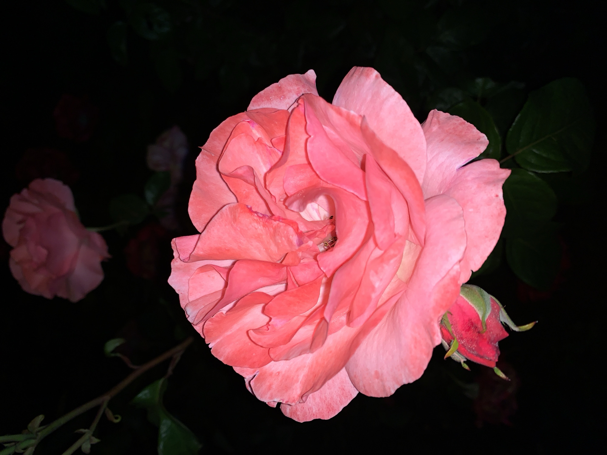 The image shows a close-up of a pink rose in bloom, positioned centrally in the frame. To the left, another rose bud is partially visible, out of focus. The background is a dark, indistinct area. A green rose bud is visible near the main rose.
