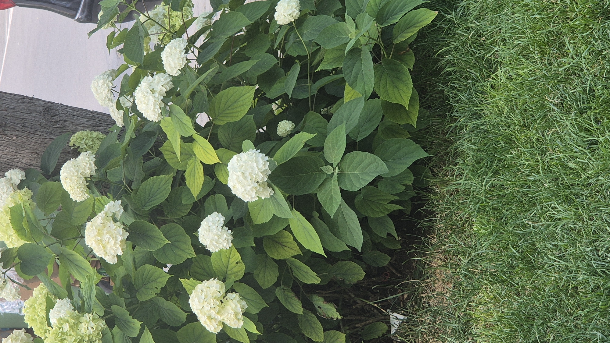 This is a vertical, eye-level outdoor shot of a hydrangea bush with white flowers and green foliage, juxtaposed with a patch of green grass. The bush is dense and full, with numerous spherical white flower clusters. The leaves are a rich green, with some showing a slight yellowing at the edges, suggesting late summer or early autumn. The grass is neatly trimmed and appears healthy. The lighting is bright, indicating it is daytime, likely under sunny conditions. The background shows a hint of a wooden post or fence on the left, suggesting a garden or yard setting. There are no people or discernible activity, the focus being solely on the natural elements. The overall scene evokes a sense of peacefulness and the beauty of nature. No text is visible in the image. The location context provided is Ravda, Bulgaria.