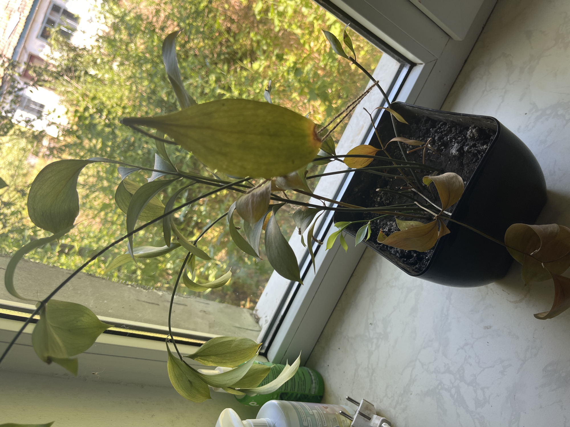 The image shows a dying houseplant in a black plastic pot, placed on a windowsill. The plant has long, drooping stems with leaves that are yellowing and browning, indicating poor health. Some leaves have completely dried out and fallen off. The pot is filled with dark soil, which appears somewhat dry and dusty.
The windowsill is made of a light-colored, speckled material. Behind the plant, a window looks out onto a blurred scene of green foliage, suggesting an outdoor environment with trees. Sunlight filters through the leaves, creating a dappled effect. Part of a building with windows and a roof is visible in the upper left corner, possibly indicating an urban or suburban setting.
To the right of the plant, on the windowsill, are a few items: a green plastic bottle with a white cap, a white plastic bottle that appears to be a cleaning product or lotion, and an electrical plug.
The lighting suggests it is daytime, possibly late afternoon due to the warm, golden hue of the light. The overall mood conveyed by the image is one of neglect or sadness, due to the state of the plant. The location context provided is Bohunove, Ukraine. There is no visible text in the image.