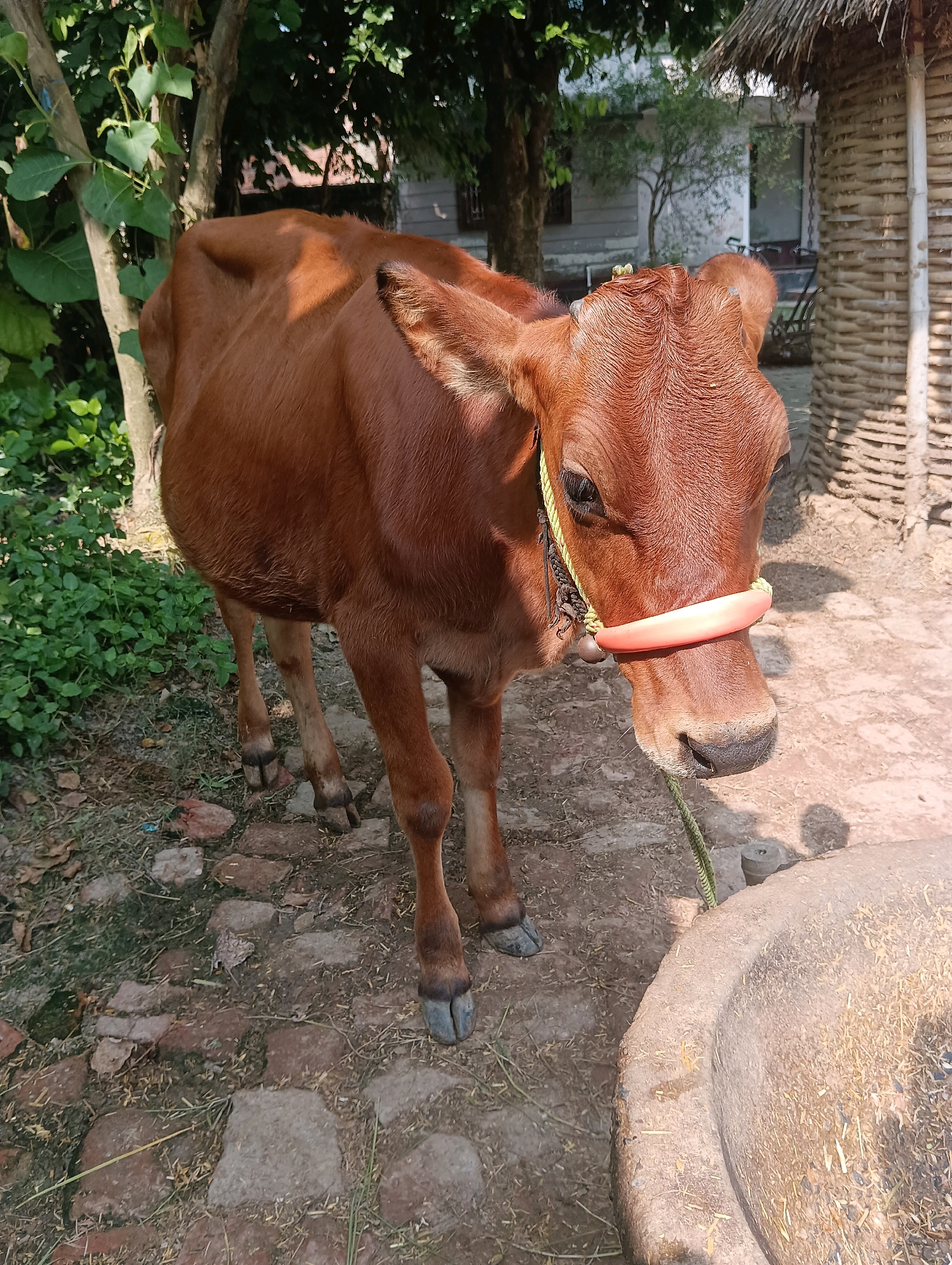 A young brown cow stands in a rural outdoor setting, possibly a farm or village, in Dakhin Parsa, India. The cow is wearing a pink nose ring and a yellow rope halter with a small bell attached. It is looking towards the right of the frame. The ground is a mix of dirt, straw, and scattered stones. Behind the cow, there are trees with green foliage and a rustic structure with a thatched roof and a woven bamboo wall. In the background, a light-colored building is partially visible. The lighting suggests it is daytime with sunlight casting shadows.