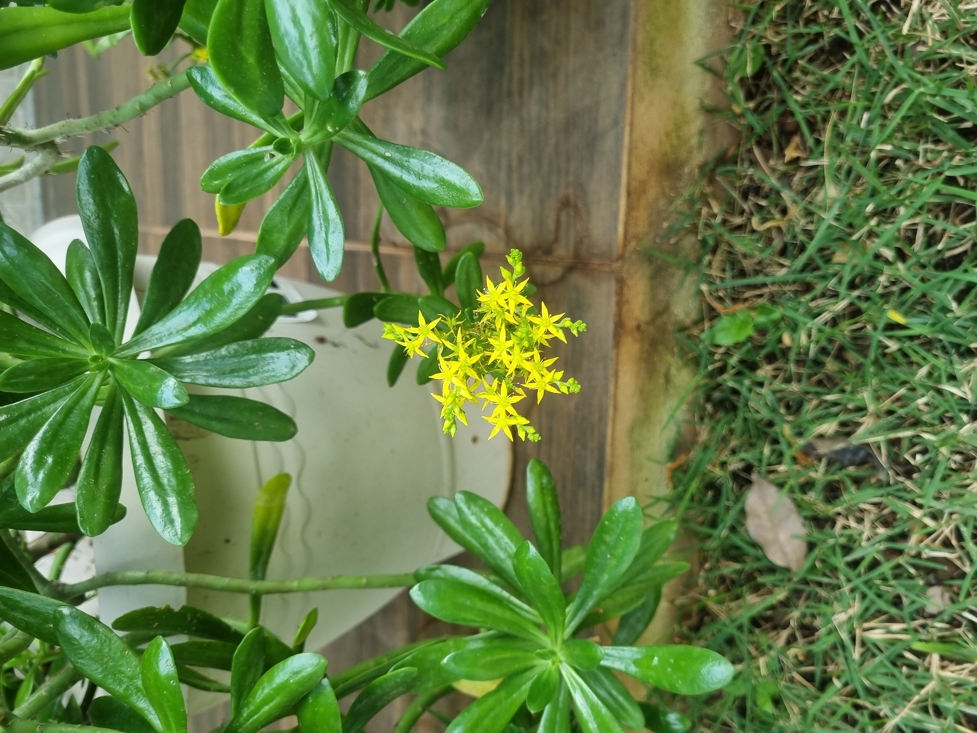 A close-up shot shows green succulent leaves and bright yellow star-shaped flowers growing from a plant in Laranjal Paulista, Brazil. The plant is in a white pot, which is partially visible. The background consists of weathered wooden planks and green grass with a dry leaf on it.
