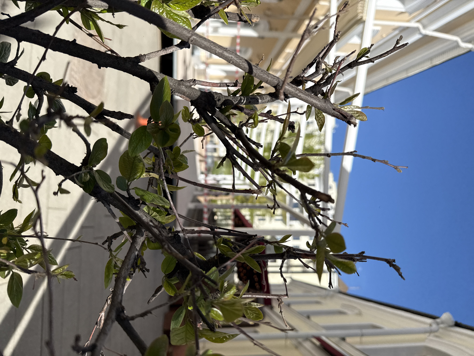 The image shows tree branches with leaves against a background of buildings and blue sky. The location is indicated as Moscow, Russia. The scene appears to be taken at ground level, looking up through the branches. The buildings are light-colored, and the sky is clear.