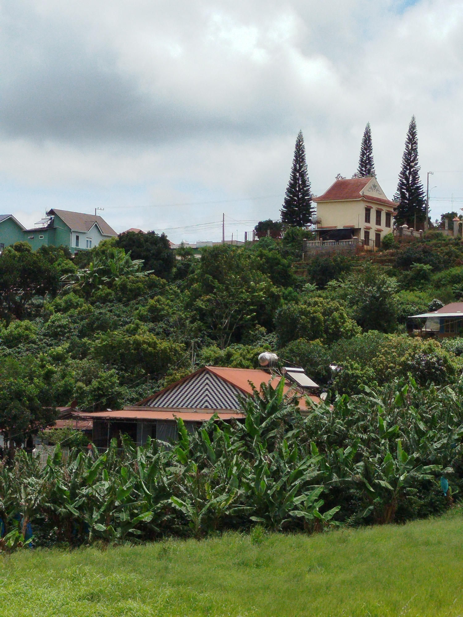 This image depicts a verdant hillside in Xuân Sơn, Vietnam, characterized by lush vegetation and scattered buildings. In the foreground, a bright green grassy field slopes upwards towards a dense canopy of banana trees. Beyond the banana trees, several houses are visible, nestled into the hillside and surrounded by foliage. One house in the mid-ground features a red tiled roof with a distinctive geometric pattern and a solar water heater on its roof. Further up the hill, a cream-colored building with a red tiled roof stands out, flanked by three tall, slender pine trees. This building appears to be a residence, possibly with a veranda or balcony on the upper level, and is enclosed by a low wall and fence. Other structures, including a light green building with a dark roof, are also present, suggesting a residential area. The sky above is overcast with soft, diffused clouds. The overall scene conveys a sense of rural or semi-rural life amidst a natural landscape.