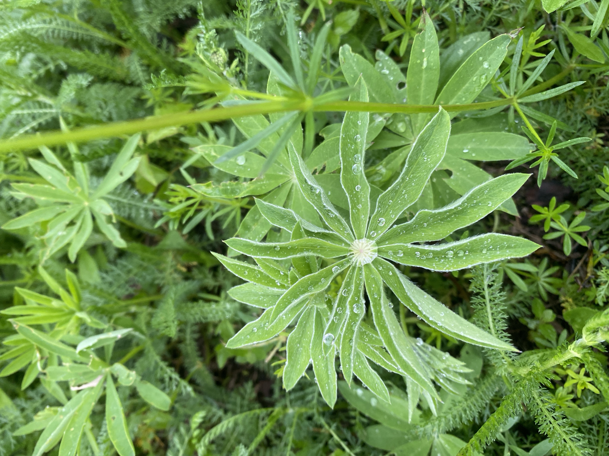 This is a close-up, eye-level photograph of lush green foliage after a rain. The foreground is dominated by a palmate leaf structure, likely from a lupine plant, adorned with numerous water droplets. The leaves are a vibrant green, with finely serrated edges and a slight fuzzy texture, accentuated by the water. Surrounding this central focus are other green plants, including feathery ferns and some smaller, star-shaped leaves. The overall impression is one of a natural, verdant environment, possibly a garden or a wild patch of greenery. The lighting is soft, suggesting an overcast day or diffused sunlight. The image captures a moment of natural beauty, highlighting the intricate details of the plant life and the effect of the recent rainfall.