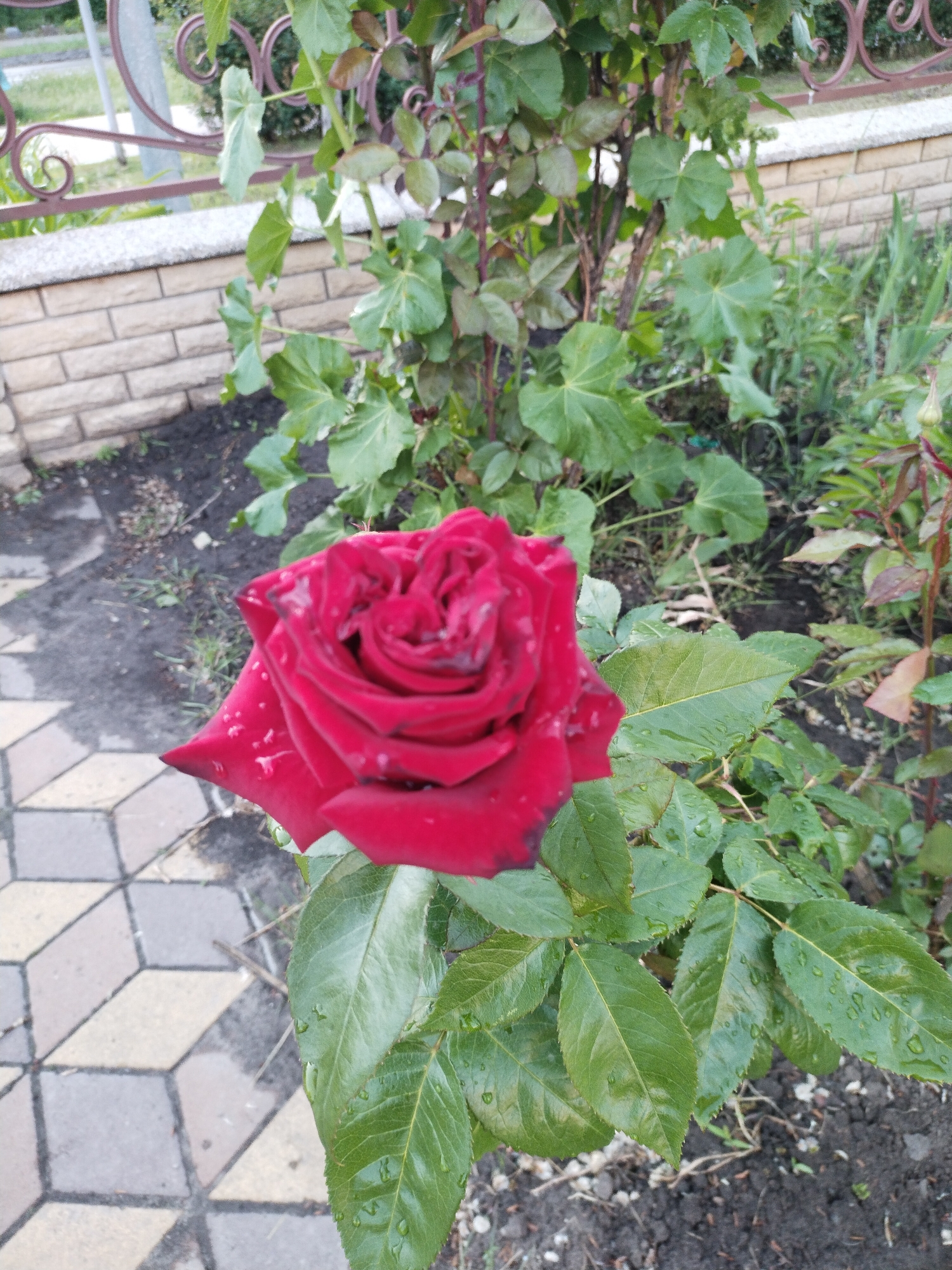 The image captures a vibrant red rose in an outdoor garden setting in Horishni Plavni, Ukraine. The rose, positioned prominently in the lower-center of the frame, is in full bloom with deep red petals that show numerous small water droplets, indicating recent rain or dew. Its dark green leaves, also speckled with moisture, are visible below and to the right of the flower.
Behind the rose, a dense collection of green foliage and plant stems fills the background, suggesting a garden bed. To the left and extending into the foreground, a paved path made of interlocking stones with a three-dimensional cube pattern in shades of beige and gray is visible.
In the mid-ground, behind the plants, a low wall constructed from light-colored bricks forms a boundary. Above this wall, a decorative metal fence with elegant scrollwork details can be seen. Beyond the fence, a blur of green vegetation and a light-colored surface, possibly a road or sidewalk, are visible. The ground beneath the plants is dark soil. The lighting suggests it is daytime. There are no people or discernible text present in the image.