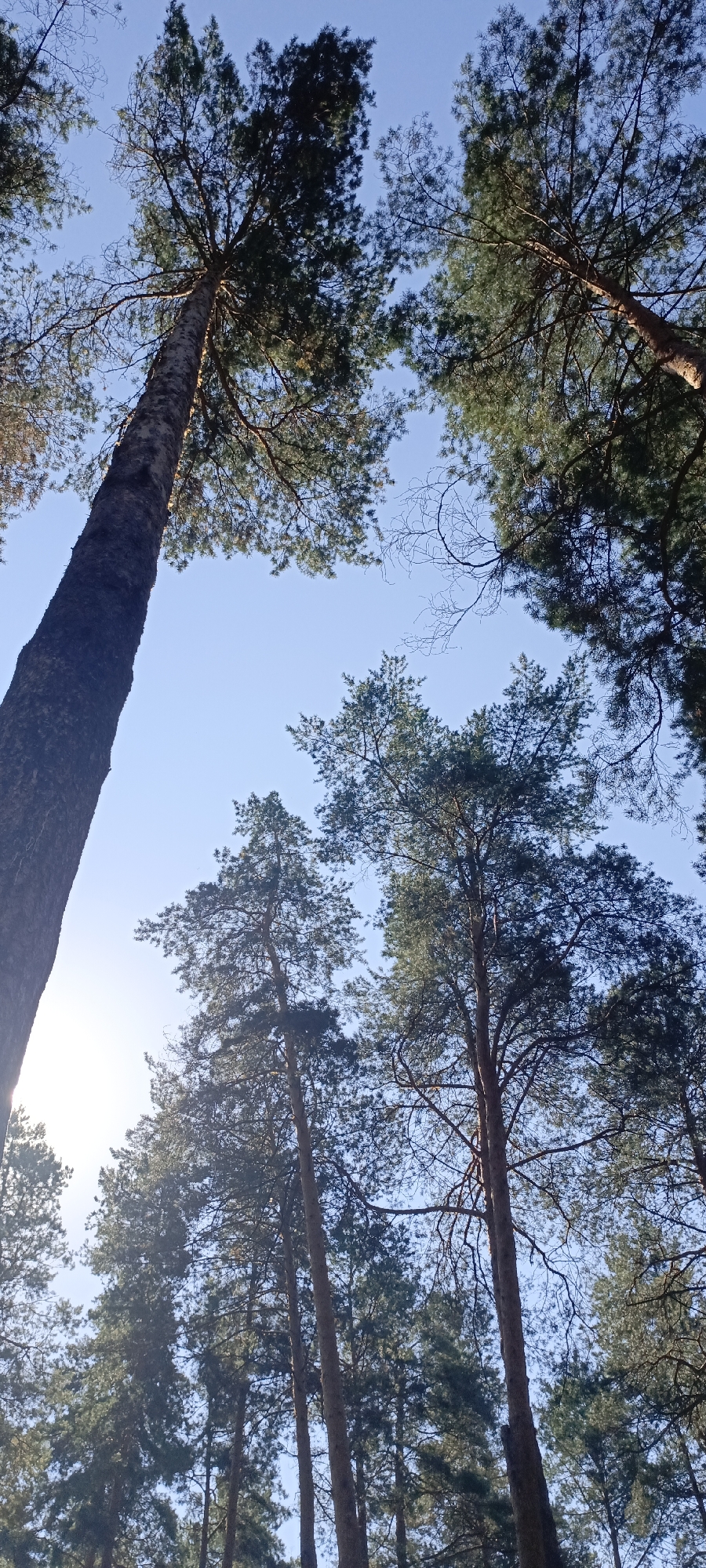 The image captures a low-angle view looking upwards towards the canopy of tall pine trees against a clear blue sky. The sun is positioned in the upper left quadrant of the image, creating a bright, hazy effect and backlighting the foliage. The bark of the tree trunks is rough and textured, with varying shades of brown and grey. The branches extend outwards, sparsely covered in green needles, and some bare branches are visible, suggesting a possible late winter or early spring season. The scene depicts a natural woodland environment. There are no people or animals present in the image. The location is identified as Opushka, Russia.