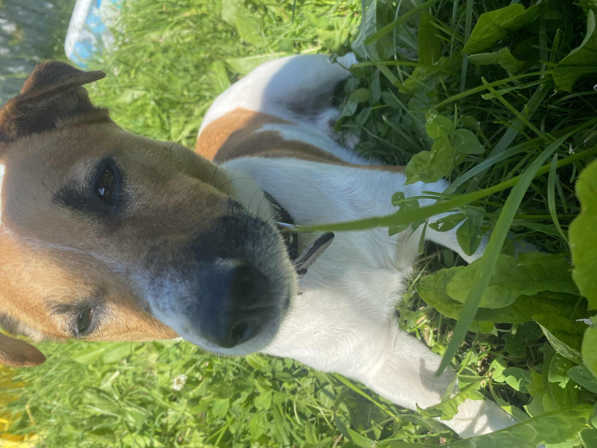 A close-up, low-angle shot captures a Jack Russell Terrier in a grassy area. The dog has tan and white markings and is wearing a dark collar. Its face is turned towards the camera, with its nose and one eye prominently visible. The background consists of lush green grass and clover, with a hint of a blue and white object in the upper right corner, possibly a toy or inflatable pool. The lighting suggests a sunny day. The location is identified as Bol'shoe Zaborod'e, Russia.