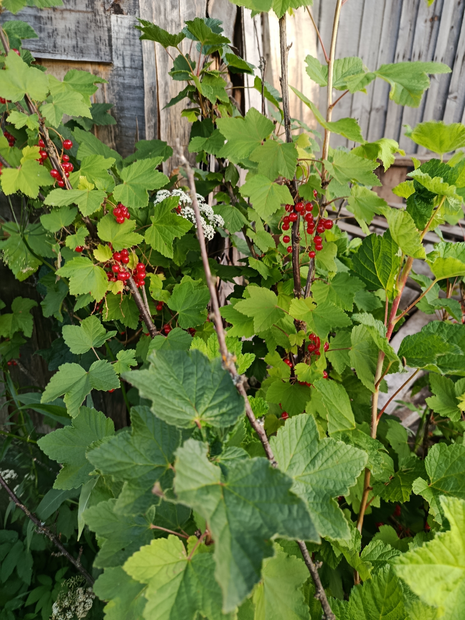 This is a medium close-up, vertical shot of a red currant bush laden with ripe berries. The bush is in full leaf with vibrant green foliage. Clusters of bright red berries are visible on thin stems, interspersed among the leaves. Some small white flowers are also present on a branch, suggesting the plant is still in bloom or has recently flowered. The bush is situated in front of a rustic wooden fence, with vertical planks that appear weathered and gray. The background is softly blurred, with hints of more greenery and possibly other plants. The lighting suggests it is daytime, likely late afternoon given the warm tones and dappled light on the leaves and fence. The overall impression is one of a lush, natural setting, perhaps a garden or the edge of a woodland, evoking a sense of abundance and the summer season. The location is identified as Vereya, Russia. There is no visible text in the image.