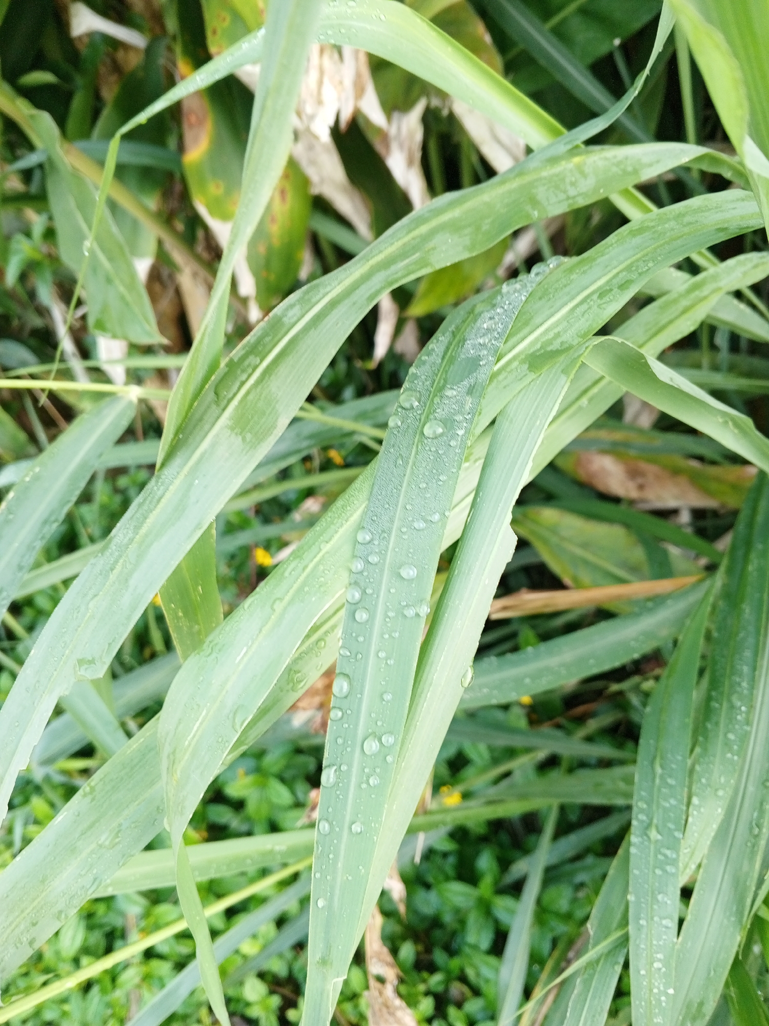 The image is a close-up, vertical shot of long, green grass blades covered in dew drops. The blades are layered over each other, with some in sharp focus and others slightly blurred. The background consists of more green foliage, also blurred, with hints of brown and yellow. The overall impression is one of a natural, wet environment, possibly a garden or field. There are no people or structures visible. The image does not provide any specific information about the location in Bellanneoya, Sri Lanka, beyond it being a place where such vegetation exists.