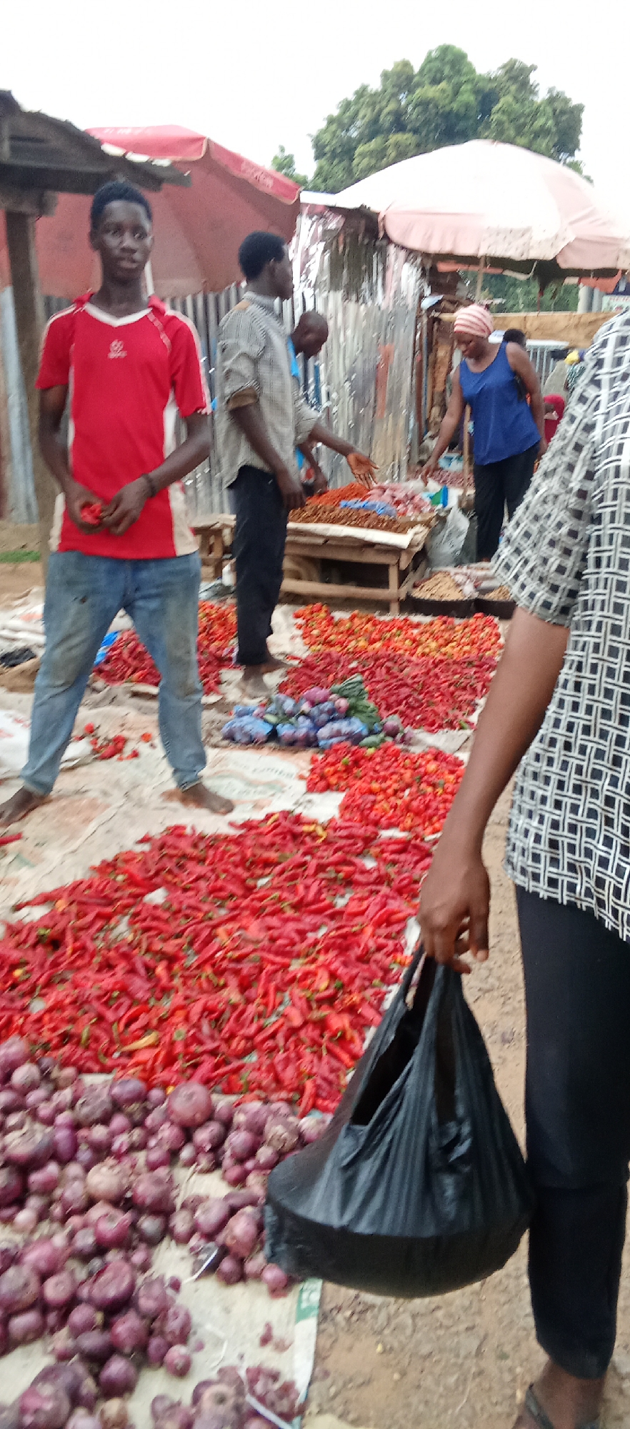 The image depicts an outdoor market scene in Akwanga, Nigeria. A large quantity of red chili peppers and red onions are spread on a cloth on the ground. A man in a red shirt and jeans stands near the peppers, holding some in his hand. A man in a checkered shirt holds a black plastic bag. Other people are standing around a table-like structure that appears to be a sales area, and a woman in a blue tank top is standing near the table. The scene is crowded with vendors and shoppers. There are umbrellas and corrugated metal roofing structures above parts of the market.