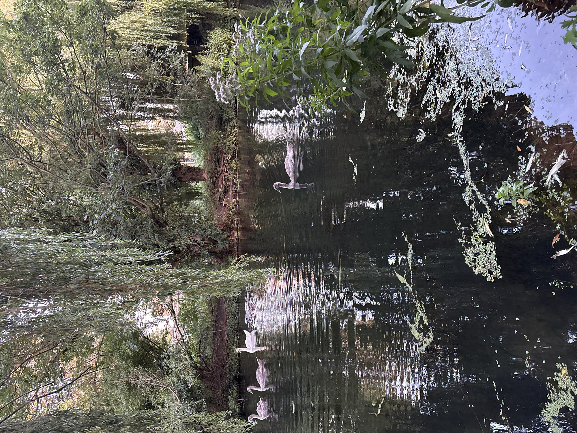 This image depicts a serene natural scene along a waterway, likely the River Chelmer or a connected canal within Chelmsford, United Kingdom, given the willow trees common to the area. The water is dark and reflects the overhanging branches of mature willow trees, their long, weeping fronds creating a dappled canopy over the scene. Several swans are present on the water. In the mid-left, three young swans, their plumage a muted grey, are swimming together. Further to the right, a single adult swan, distinguished by its pure white plumage, glides gracefully. The water's surface is disturbed by gentle ripples, indicating movement, and patches of aquatic vegetation are visible, particularly in the foreground. The background is lush with green foliage, with hints of buildings or structures suggesting the edge of an urban area bordering this natural enclave. The overall impression is one of tranquility and natural beauty.