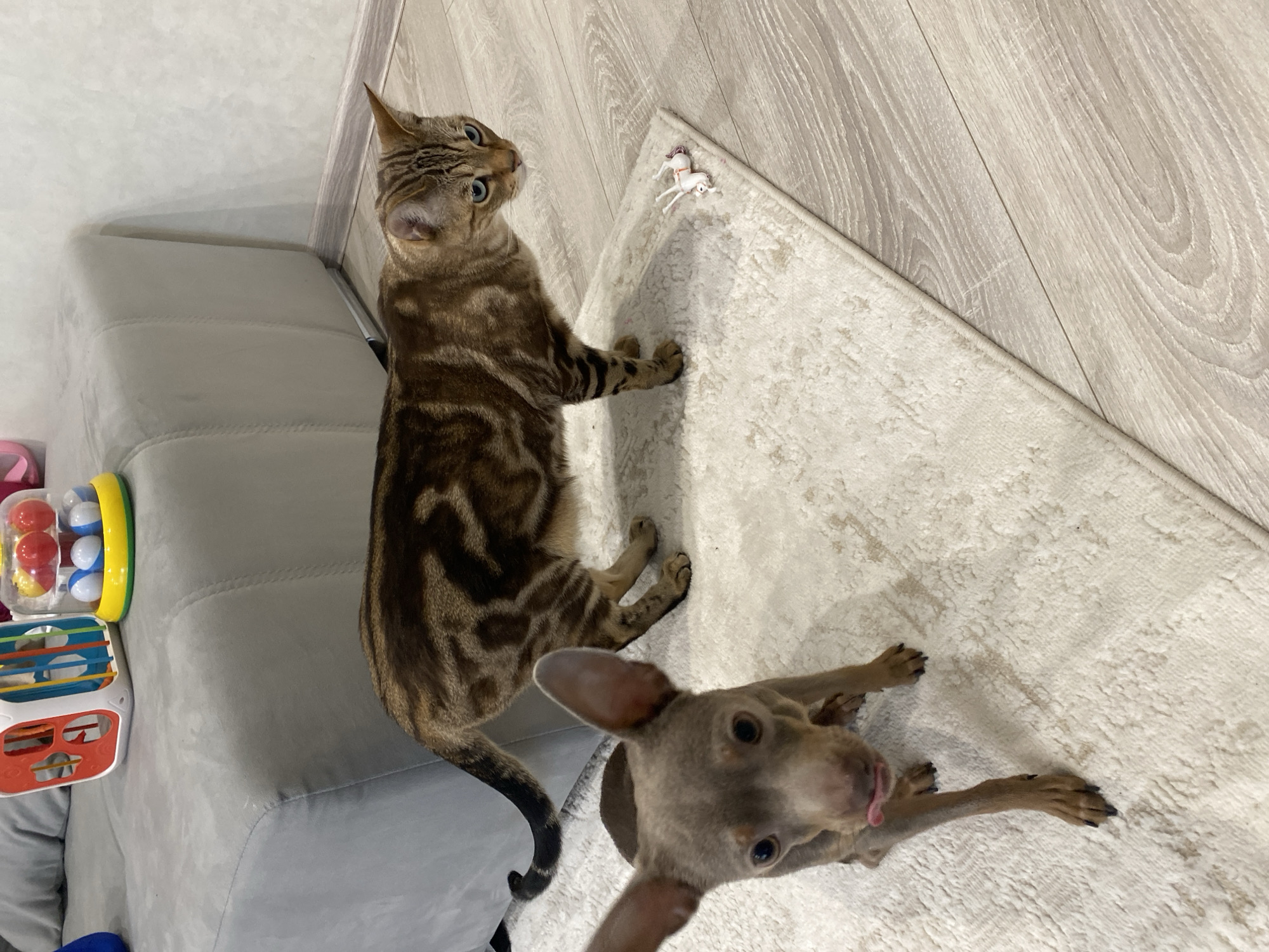 An indoor scene in Chaikovsky, Russia, depicts two domestic animals positioned on a light-colored rug and adjacent light wood laminate flooring. A Bengal cat, exhibiting brown tabby patterns with distinct dark brown markings and light blue eyes, stands in the mid-ground, facing towards the right side of the frame. Its tail is visible, curling behind its body. In the foreground, a small, grey-brown dog with large ears and dark eyes is oriented towards the viewer, its tongue slightly extended.
The environment includes a grey upholstered ottoman or bench in the upper left, on which two children's toys are placed: a white, red, blue, and green shape sorter cube, and a clear dome toy with red, blue, and yellow balls on a yellow base. A small white toy unicorn lies on the rug near the cat's right front paw. The floor consists of a cream-colored rug with subtle patterns, bordered by light-toned wood laminate flooring. A light-colored wall with a matching baseboard is visible in the background. No human subjects are present. The specific address or room type within Chaikovsky is not ascertainable from the image.