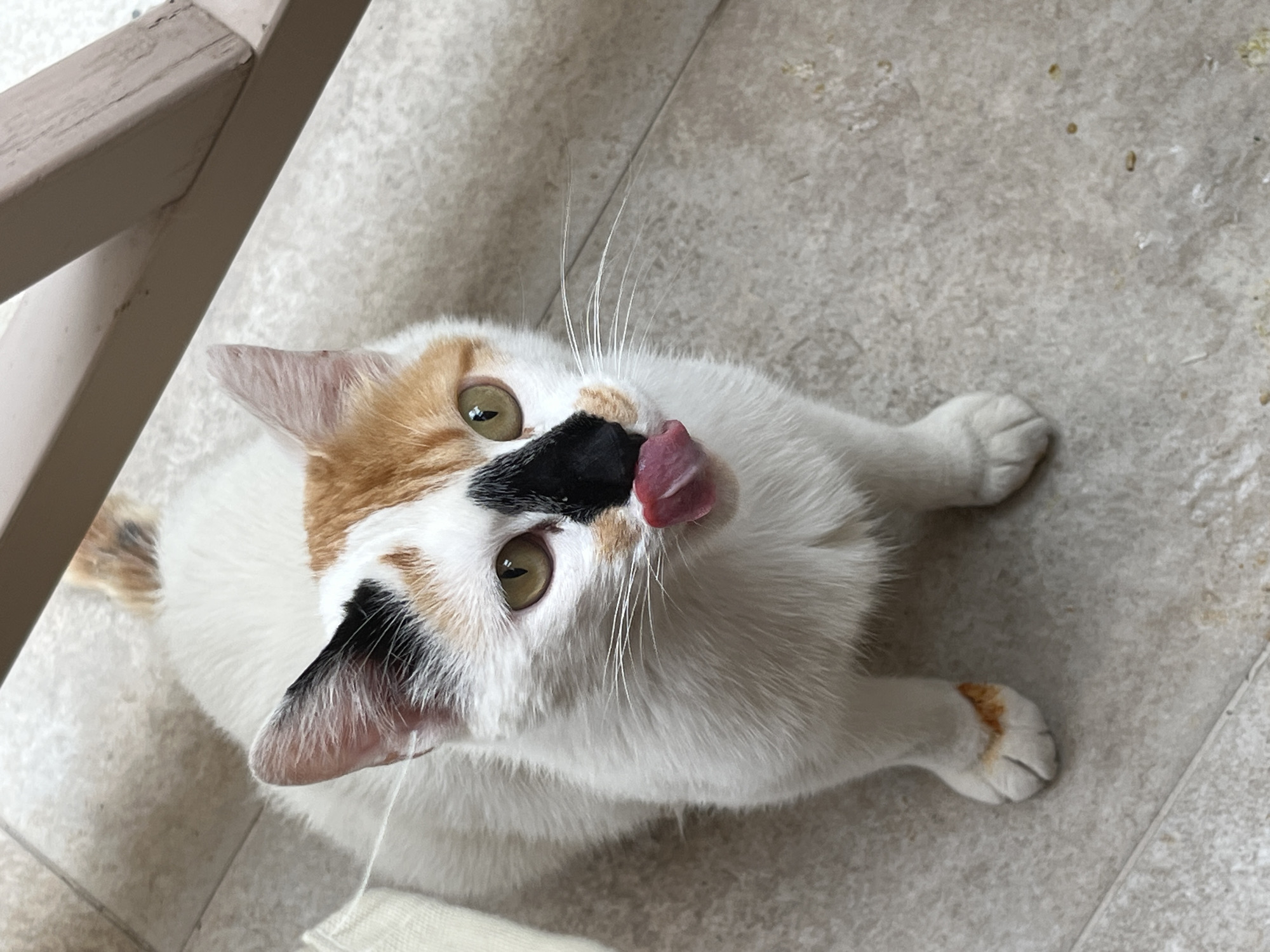 A calico cat with white, black, and orange markings is sitting on a tiled floor. Its tongue is extended, licking its nose, and its eyes are a light green. The cat has one black ear with white fur inside, and a patch of orange fur on its forehead. Its front right paw has an orange smudge on it. The background consists of a light-colored tiled floor and the legs of a beige chair. A white cloth is partially visible on the left side of the image. There is no information in the image to suggest a location in the city of Thassos, Greece.