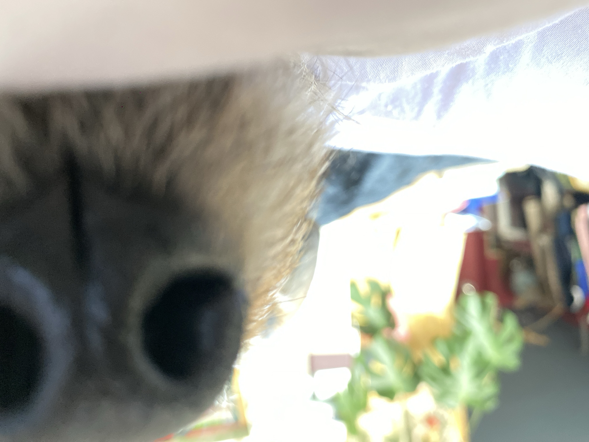 The image displays an extreme close-up of a canine's snout, presenting a detailed view of its dark, moist nose with two prominent oval nostrils. The fur on the muzzle appears to be a combination of light brown and darker shades. The animal is resting or positioned on a light-colored, likely white, textile surface, consistent with bedding. The background is significantly blurred, indicating an indoor environment with indistinct features. Visible elements in the diffused background include a bright light source, likely a window, a large green potted plant with broad leaves, and muted background colors suggesting interior furnishings. No human subjects or discernible actions are depicted. The scene is located within an interior space in Moscow, Russia.