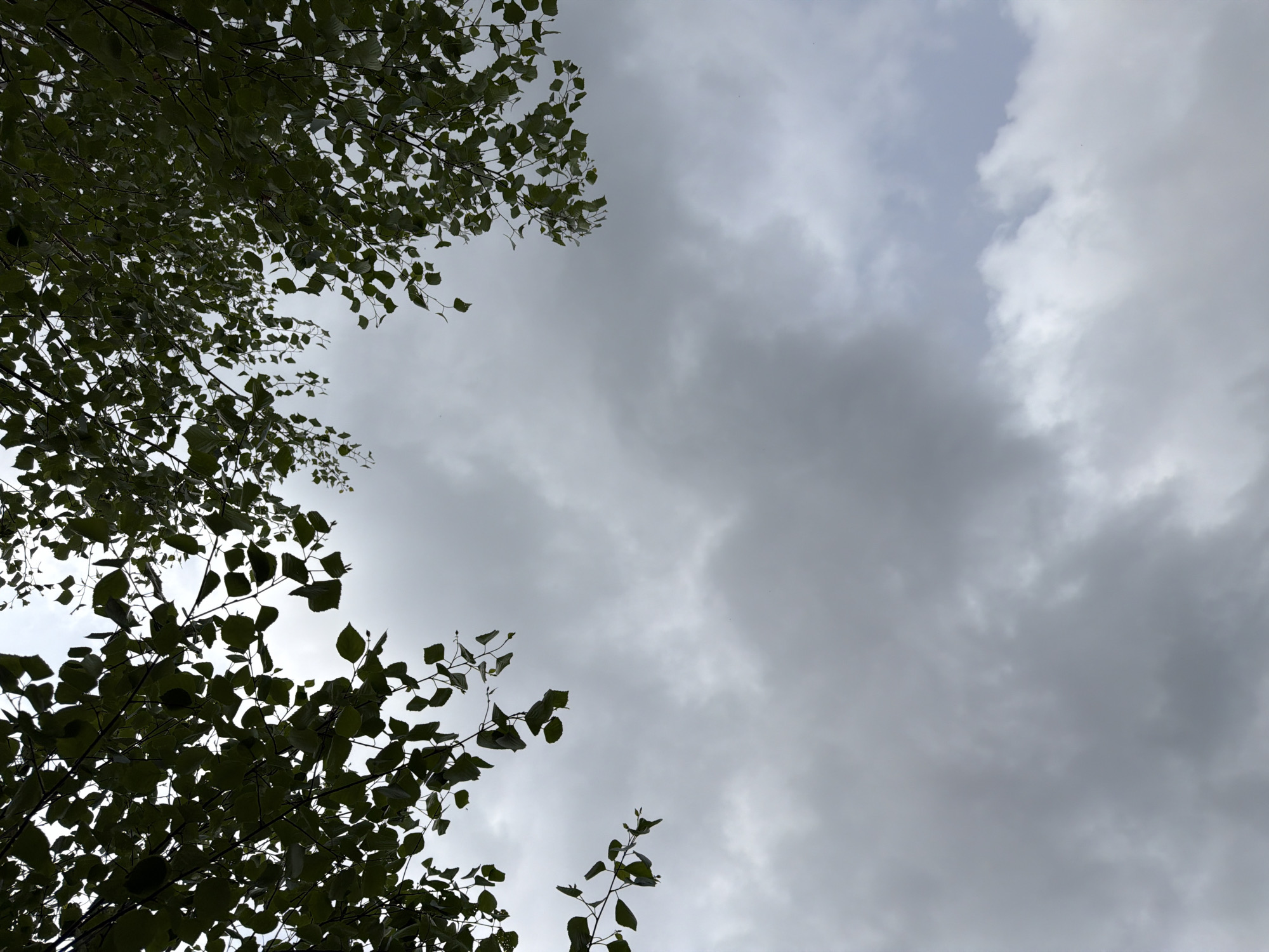 The image shows a view looking up through tree branches towards a cloudy sky. The trees are located in a city named Unknown in an unknown state. The sky is overcast with dark grey clouds, and patches of lighter sky are visible through the clouds. The tree branches with green leaves are visible on the left and upper right sides of the frame.