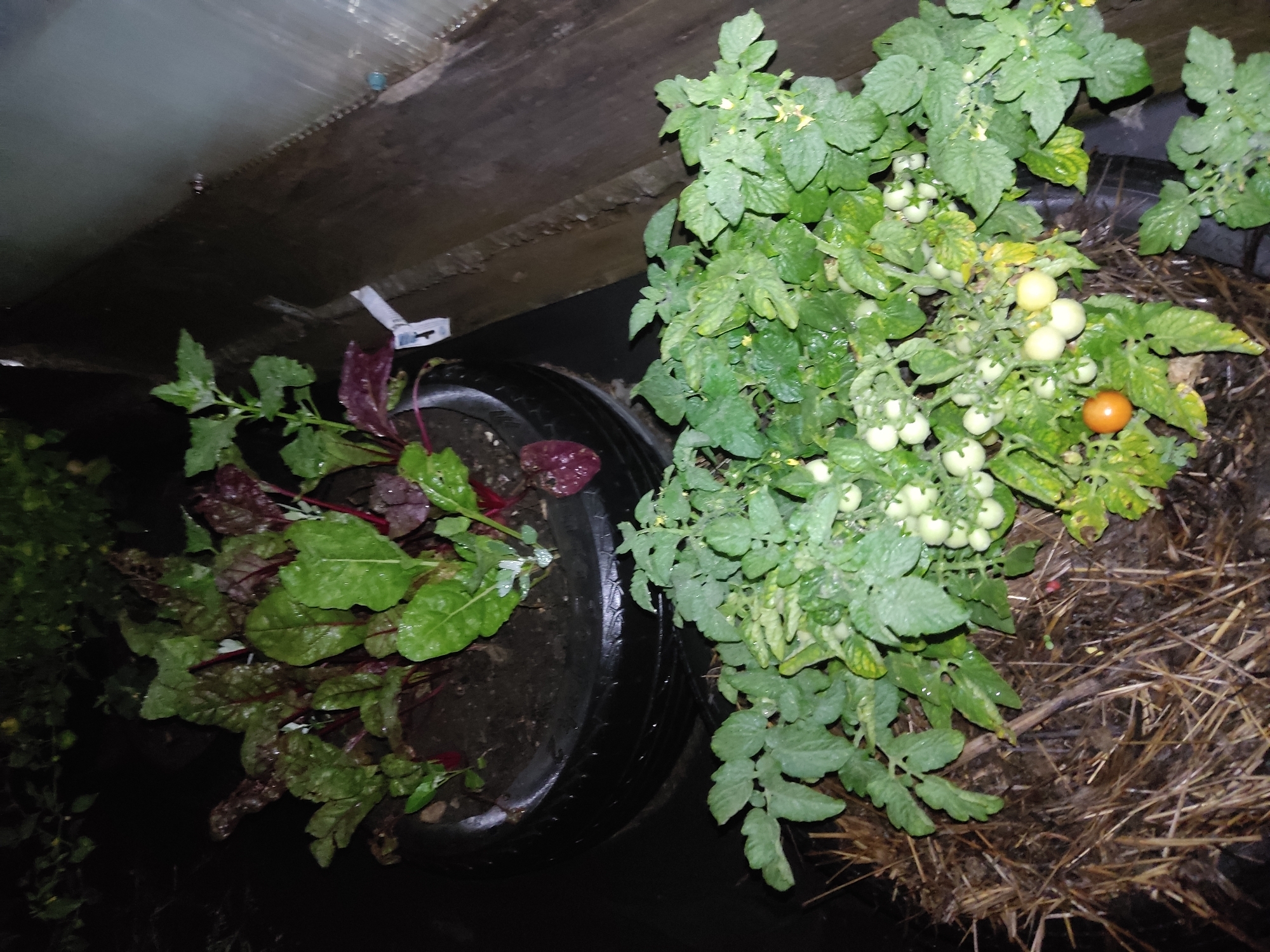In the city of Ridder, Kazakhstan, this image depicts a small, outdoor garden cultivated with a variety of vegetables. In a large, black tire repurposed as a planter, beetroot plants with vibrant green leaves and deep red stems are thriving. Adjacent to the beetroots, a tomato plant grows, laden with clusters of small, green, unripe tomatoes and one ripe, orange cherry tomato. The tomato plant appears to be growing out of a bale of straw. The scene is set against a backdrop of what appears to be a greenhouse structure or a similar protective enclosure, with wooden elements and translucent sheeting visible. The lighting suggests it may be late evening or early morning, with some shadows and a slightly dim, natural light. No people are present in the scene.