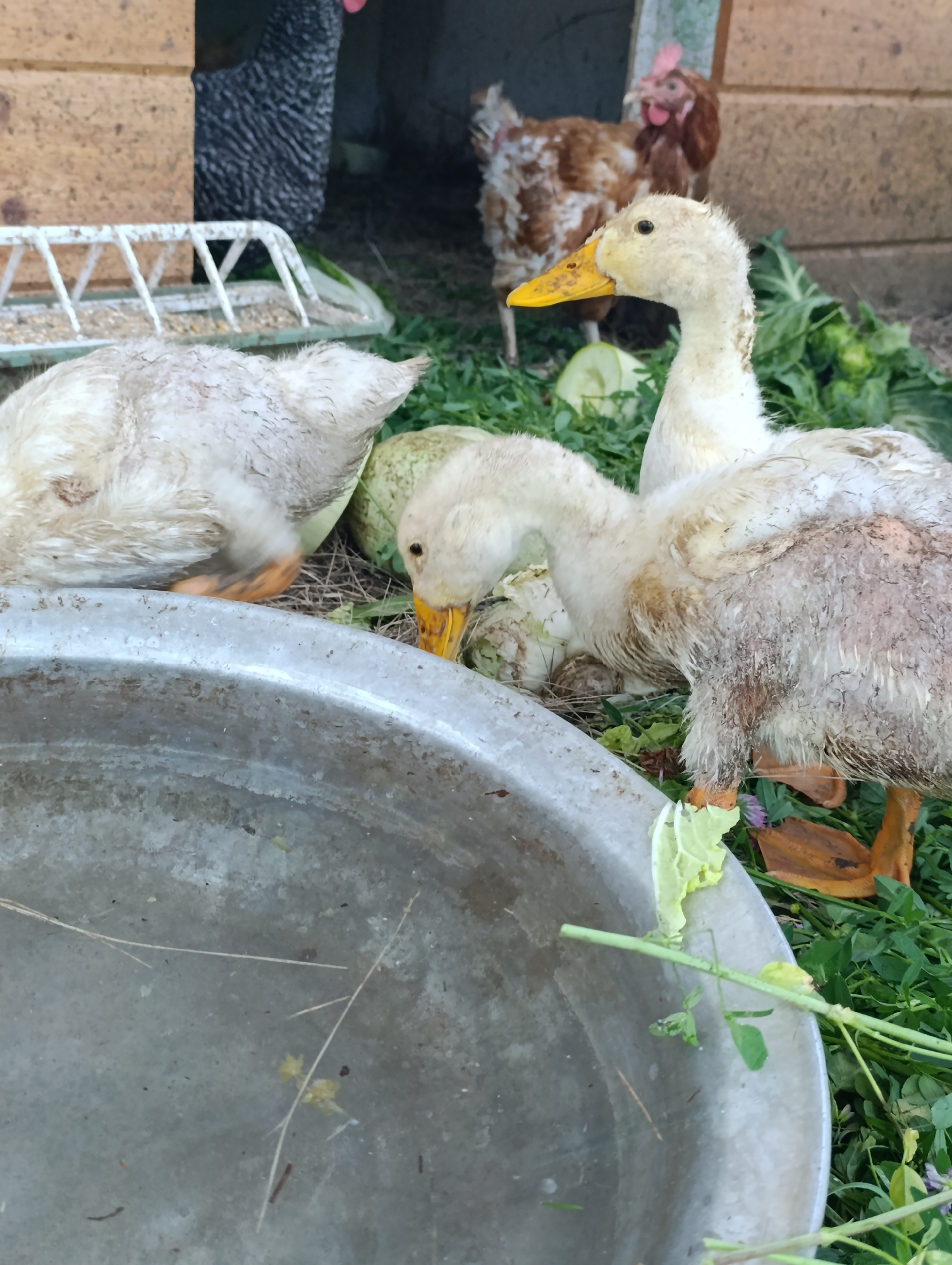 Three young ducks are foraging in a grassy area near a large metal basin, with two chickens visible in the background inside a wooden structure. The ducks are mostly white with some brown markings, and their beaks are yellow. One duck in the foreground is facing left, its head down near the basin. Another duck is in the center, also with its head down. A third duck is to the left and slightly behind the others. The ground is covered in green grass, straw, and some leafy vegetables. The chickens are in the background, one brown and white, the other predominantly brown. The scene appears to be an outdoor farm or yard setting. The location is specified as Dimitrovskii, Russia.
