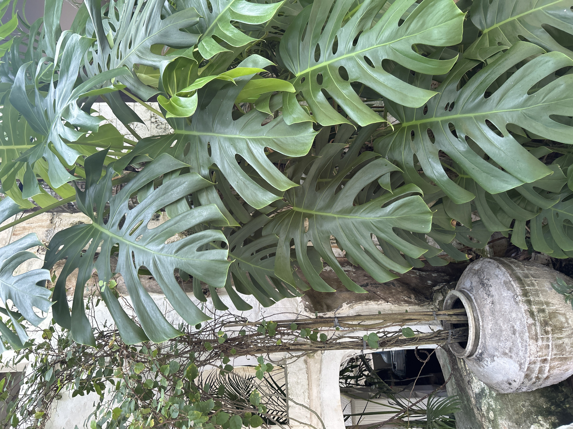 The image shows a cluster of mature Monstera deliciosa plants with large, fenestrated leaves cascading down from a height. Below the Monstera, a vine with smaller, round leaves is present, entangled with supporting structures. A large, weathered terracotta pot lies on its side, likely serving as a planter, from which the plants and vines appear to emerge. The background consists of a white wall or architectural element, potentially a building or part of a structure. Given the context of Kuta Selatan, Indonesia, the setting is likely an outdoor garden or a courtyard within a residential or commercial property. No people are visible.