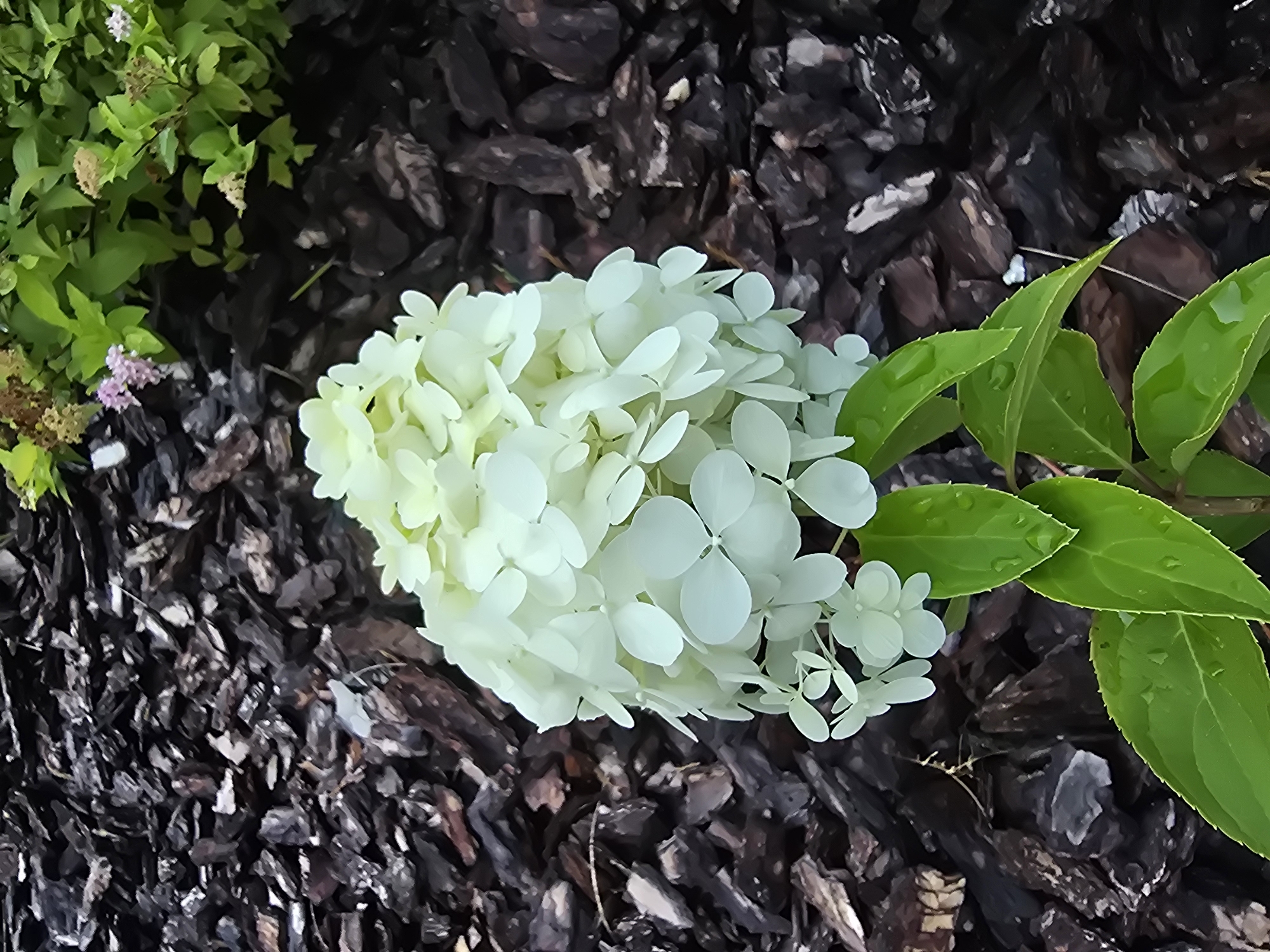 An extreme close-up, top-down, portrait-oriented shot captures a cone-shaped cluster of creamy white hydrangea flowers in the foreground. The petals are delicate and rounded, appearing almost luminous against the dark backdrop. Below the flowers, vibrant green leaves, glistening with water droplets, fan out. The ground is covered in rough, dark brown mulch, composed of irregularly shaped bark pieces. In the upper right portion of the image, a blurry background reveals more greenery and hints of small, pale pink flowers, suggesting a garden setting. The scene is devoid of any people or discernible human activity. The image is suggestive of a manicured garden space within the city of Vyshneve, Ukraine, likely captured after a rainfall.