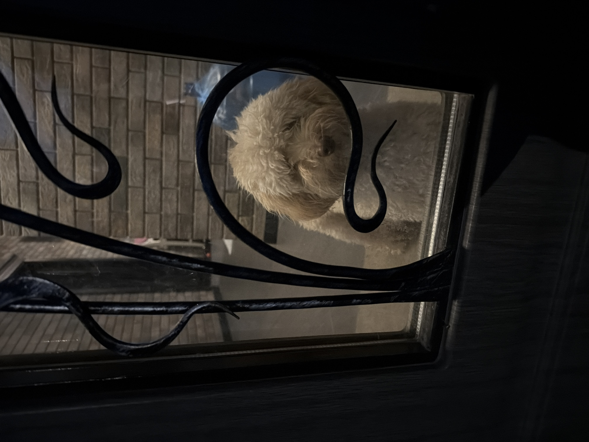 A cream-colored dog with curly fur is looking through a glass door with decorative metal bars. The dog appears to be indoors, with a brick wall visible behind it. The lighting suggests it is evening or nighttime. The image is taken from the outside looking in.