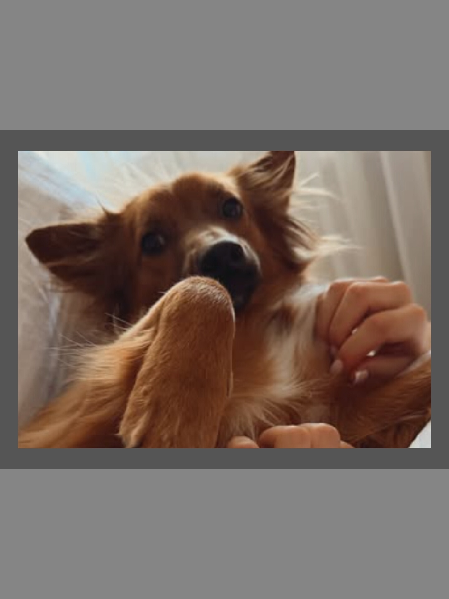 The image shows a close-up of a small, long-haired, brown dog lying on its back. The dog's head is slightly tilted, and its eyes are open and looking towards the camera. Its front paws are raised, with one paw resting near its mouth, as if it's playfully holding it. A human hand with manicured fingernails is seen gently touching the dog's chest fur. The background appears to be a soft, textured surface, possibly a bed or couch, with hints of diffused light, suggesting an indoor setting. The scene is intimate and shows a moment of interaction between a pet and its owner. The location is unknown.