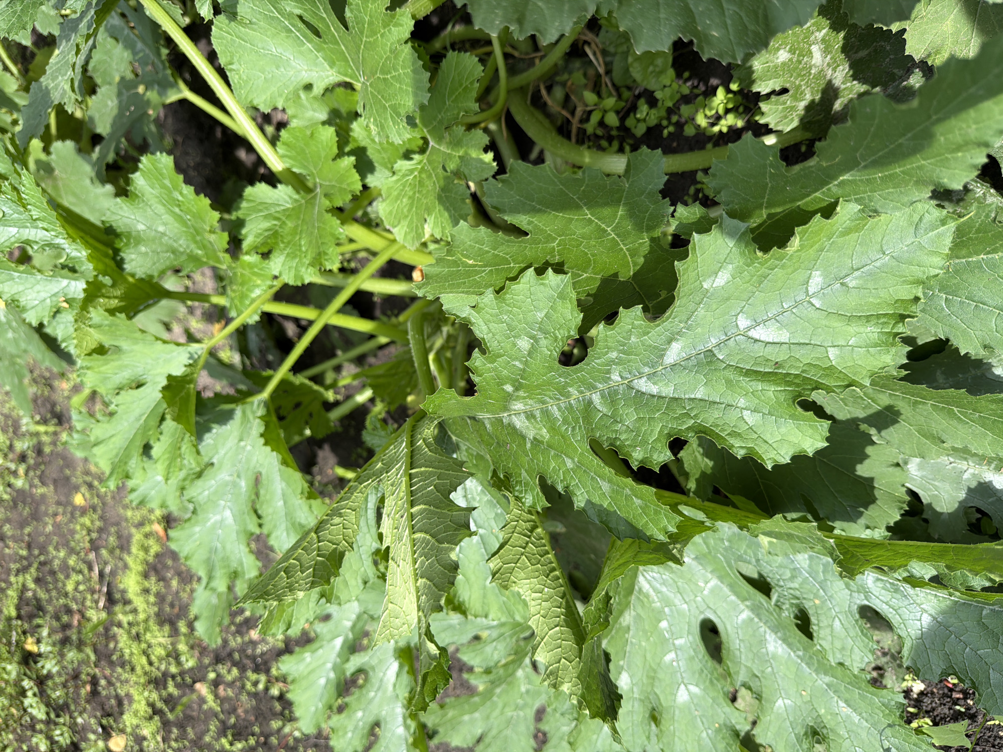 The image shows a close-up view of the large, green leaves of a zucchini plant growing in the soil. The leaves are broad and lobed with serrated edges, and some show signs of damage, with holes and irregular edges. The veins on the leaves are prominent. The background consists of dark soil with patches of green moss or small weeds. The sunlight casts shadows on the leaves, highlighting their texture and the plant's growth. The scene appears to be outdoors in a garden setting. The location is identified as Altayskiye Zori, Russia. There are no people or animals visible in the image, and no specific actions are taking place.