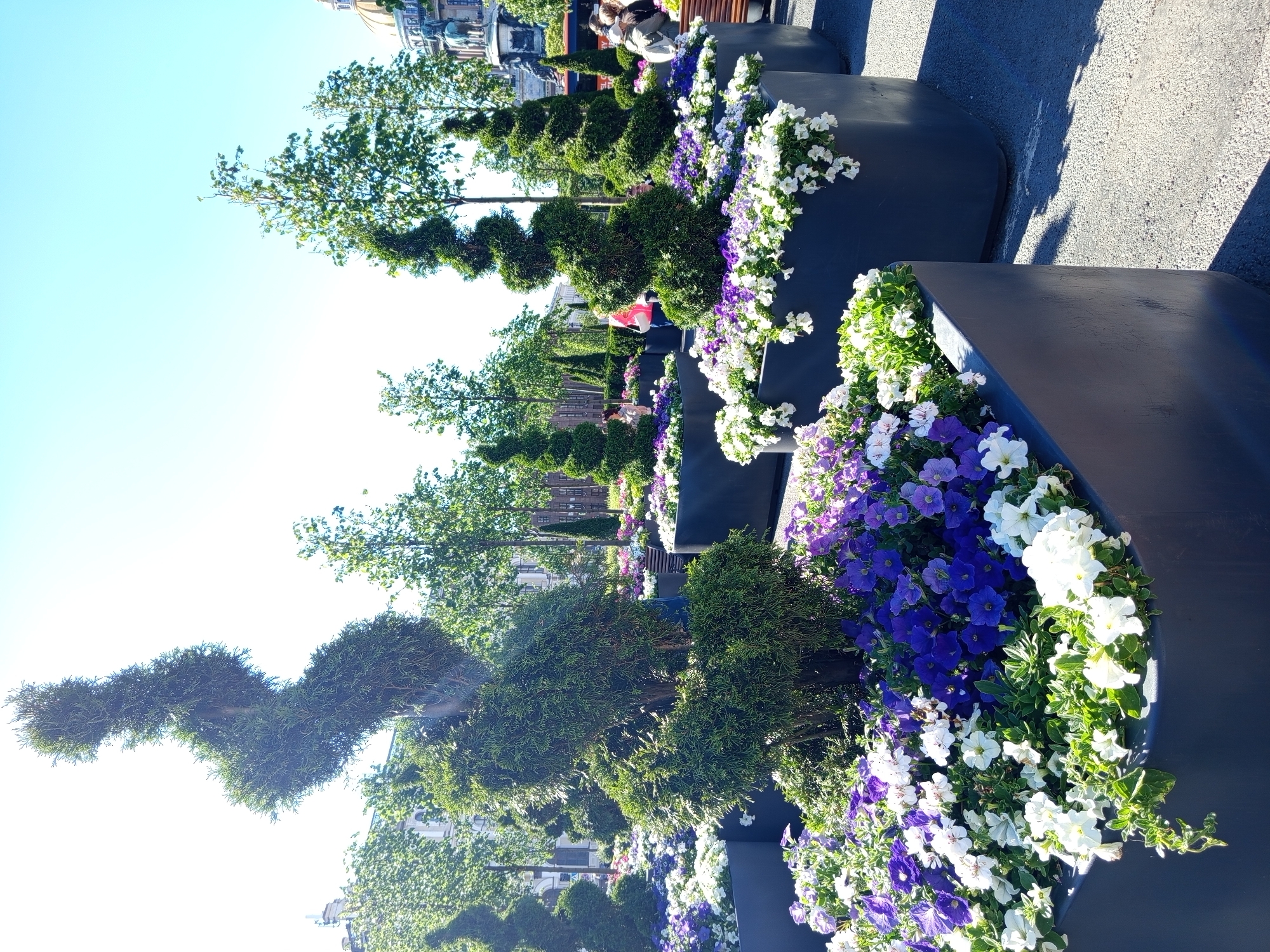 The image shows a street scene in Saint Petersburg, Russia, with a clear blue sky indicating it is daytime and likely sunny. The primary subjects are several large, dark planters filled with a variety of blooming flowers, predominantly purple and white petunias, interspersed with evergreen topiary plants. These planters are arranged in a row, suggesting an urban beautification project or a public space. In the background, people can be seen sitting on benches, observing the flowers or resting. Further back, buildings with architectural details characteristic of Saint Petersburg are visible, hinting at a historic city center. The topiary plants are shaped in elaborate spiral forms, adding a decorative element to the scene. The overall impression is one of a well-maintained and aesthetically pleasing public space, likely a park or a pedestrianized area, designed to enhance the urban environment. No visible text is present in the image.