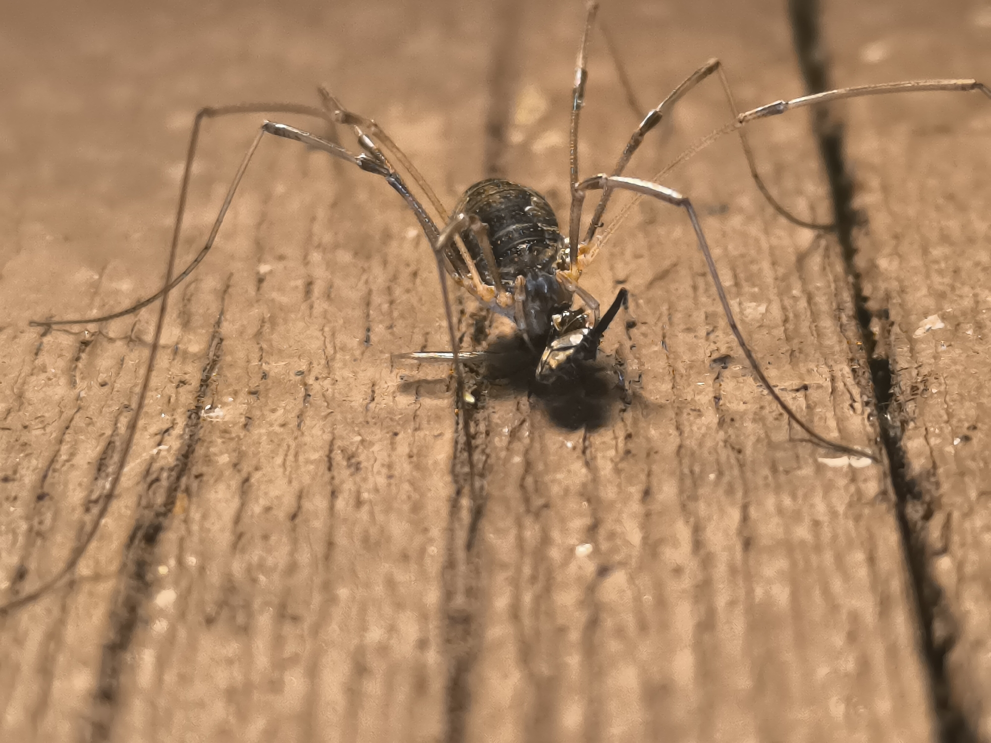 A harvestman spider, also known as a daddy longlegs, is shown from a low-angle, close-up perspective on a wooden surface. The spider's body is segmented and dark, with eight long, thin legs extending outwards. It appears to be grasping something small and dark with its pedipalps, possibly prey. The wooden surface is textured and appears weathered, with visible grain and some debris. The background is blurred and out of focus, suggesting a shallow depth of field. The lighting is dim, casting shadows from the spider's legs onto the surface. This scene was captured on a wooden deck in Kashino, Russia.