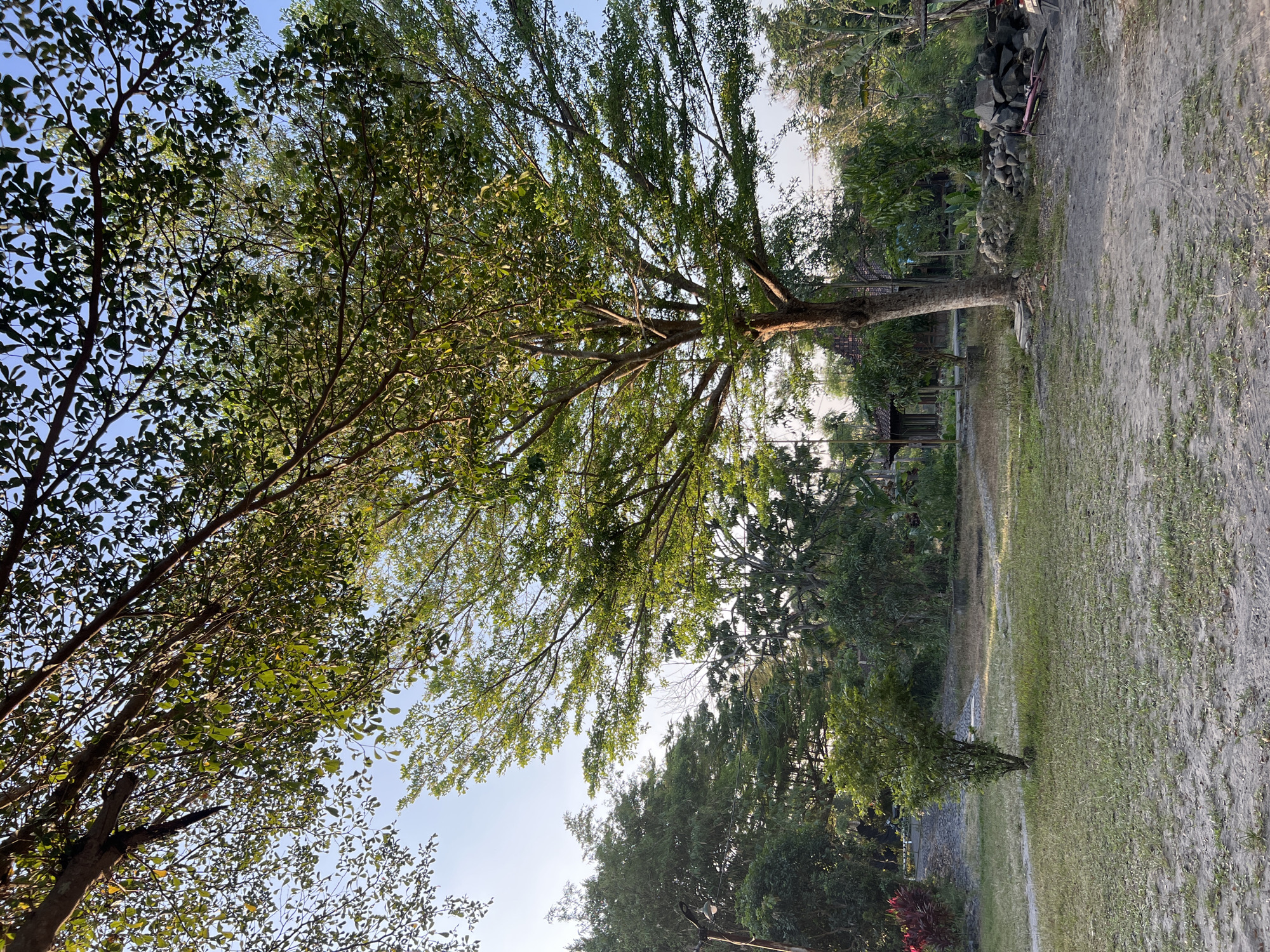 This image captures a tranquil outdoor scene, possibly a park or garden area, in Tlogoadi, Indonesia. The foreground is dominated by a sandy, somewhat sparse grassy area with a few scattered stones. A small, young tree stands in the middle ground, surrounded by patchy grass and a winding stone path.
Dominating the right side of the frame is a large, mature tree with a thick trunk and spreading branches covered in light green leaves. The sunlight filters through its canopy, casting dappled shadows on the ground. Behind this tree, and further into the background, are various other trees and lush vegetation. A rustic-looking building with a dark roof, possibly a traditional Indonesian structure, is visible nestled amongst the trees.
To the far left of the image, more trees create a dense green backdrop. In the distance, the sky is a pale blue with a hint of haze. On the right side of the frame, near the large tree, a pile of rocks and a pink bicycle are visible, suggesting a casual, perhaps recreational, use of the space. The overall impression is one of a peaceful, natural setting on a clear day.