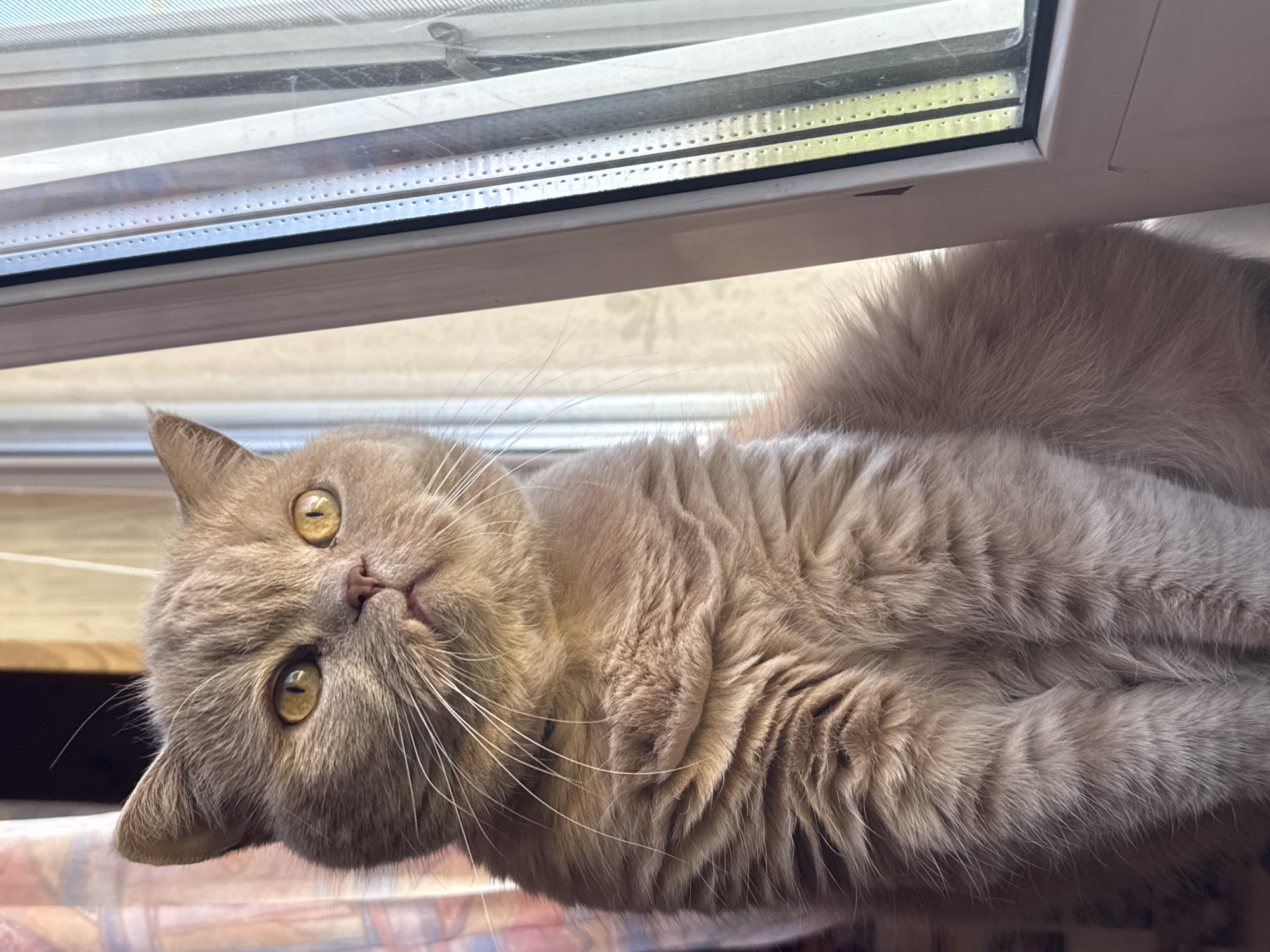 A British Shorthair cat with light brown fur sits on a windowsill, looking out of a window. The cat's fur is thick and fluffy, and its eyes are a striking amber color. The background is a blur of muted colors, with curtains visible on the left and the window frame on the right. The scene appears to be indoors, possibly in a residential setting, but the exact location in the city of Unknown, Unknown cannot be determined from the image. The lighting suggests it is daytime, with natural light filtering in from the window. The cat is the sole subject of the image.