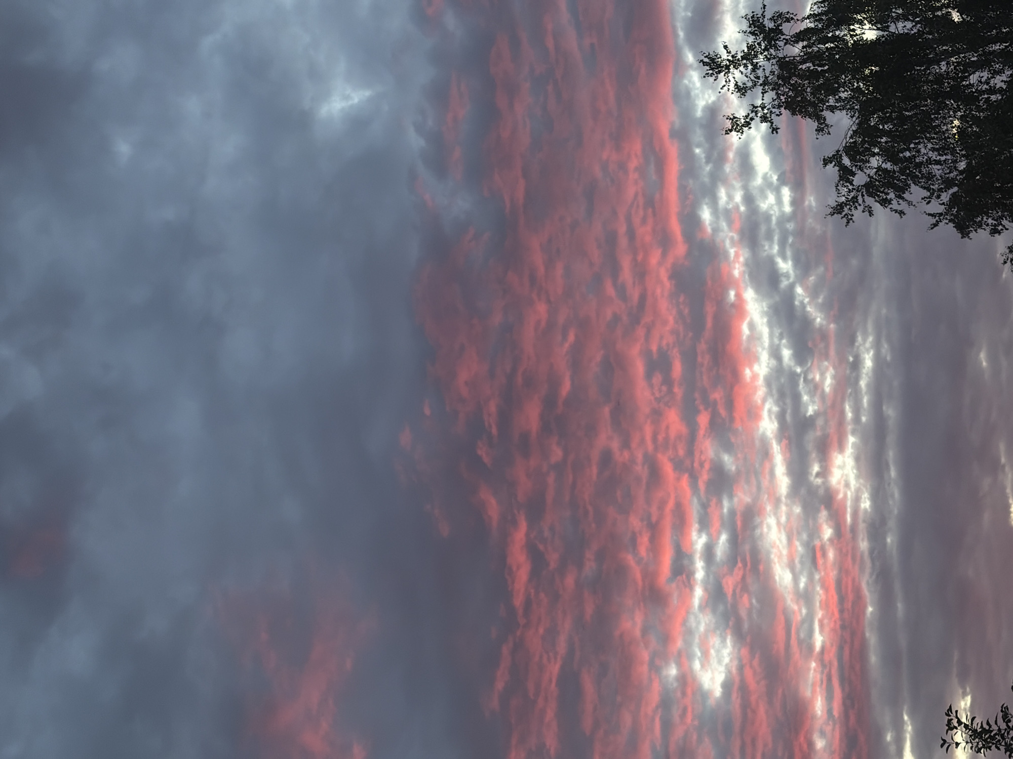 The image captures a dramatic sky with an interplay of dark, moody clouds and streaks of vibrant pink and white illuminated by the setting sun. The clouds are textured and appear to be moving, creating a sense of dynamism in the scene. In the upper right corner, the silhouette of a tree with delicate branches and leaves is visible against the colorful sky, adding a natural frame to the celestial display. The overall impression is one of a beautiful, albeit somewhat somber, sunset. The time of day is clearly evening, with the colors indicating the sun is low on the horizon. The weather appears to be partly cloudy, with the clouds contributing to the striking visual. While no specific location cues are explicitly visible, the provided location context places this scene in Leninsk-Kuznetskiy, Russia. There is no visible text in the image.