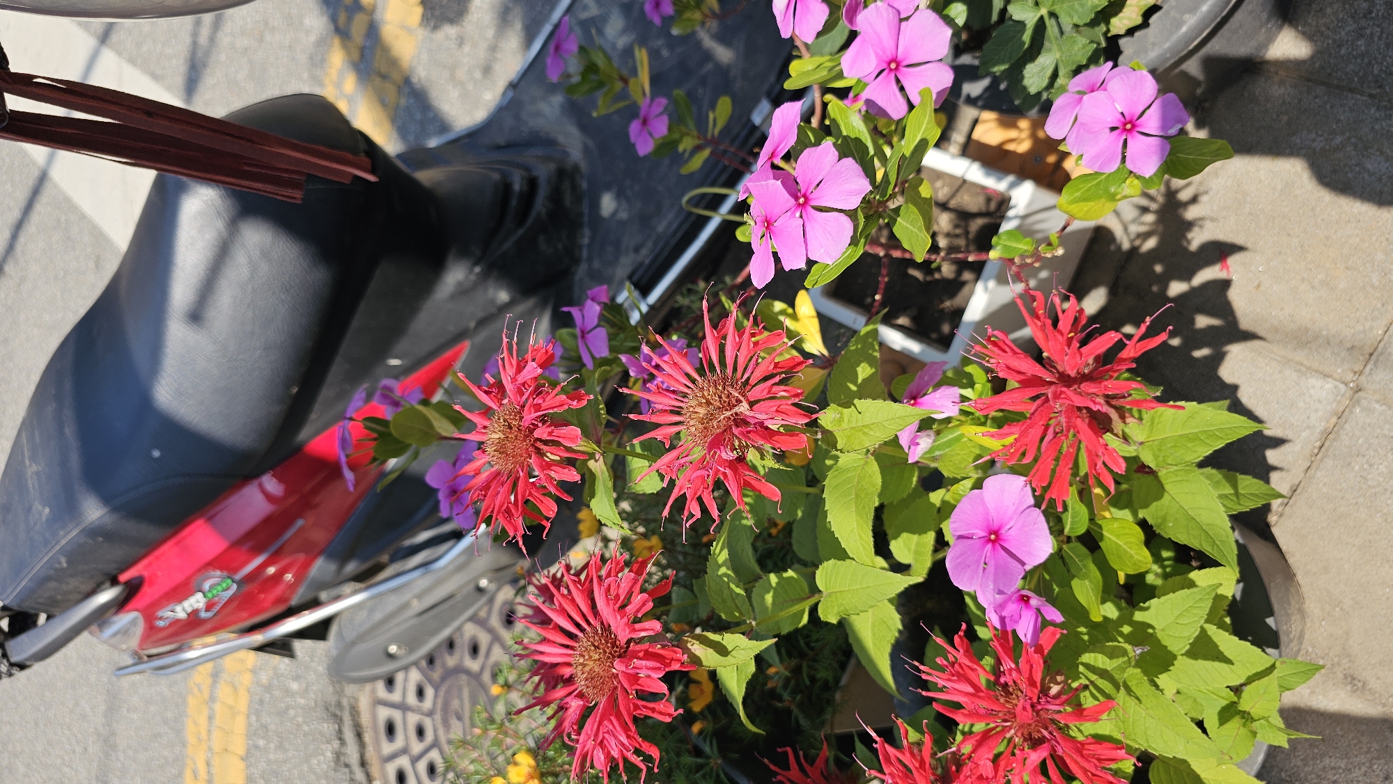 The image shows a close-up view of a red motorcycle seat with a potted plant in front of it. The plant has several bright red, spiky flowers and smaller pink flowers. The motorcycle is parked on a paved surface, possibly a street, with yellow lines visible on the ground. The lighting suggests it is daytime, with bright sunlight casting shadows. The setting appears to be outdoors in an urban or suburban area, with the reference to Asan-si, South Korea, providing a specific location context. There is no clear activity or event taking place, but the arrangement of the motorcycle and the plant suggests it might be a personal setup or display. A small silver emblem with green lettering is visible on the red part of the motorcycle. The overall impression is a sunny day with a focus on the vibrant colors of the flowers against the backdrop of the motorcycle and pavement.