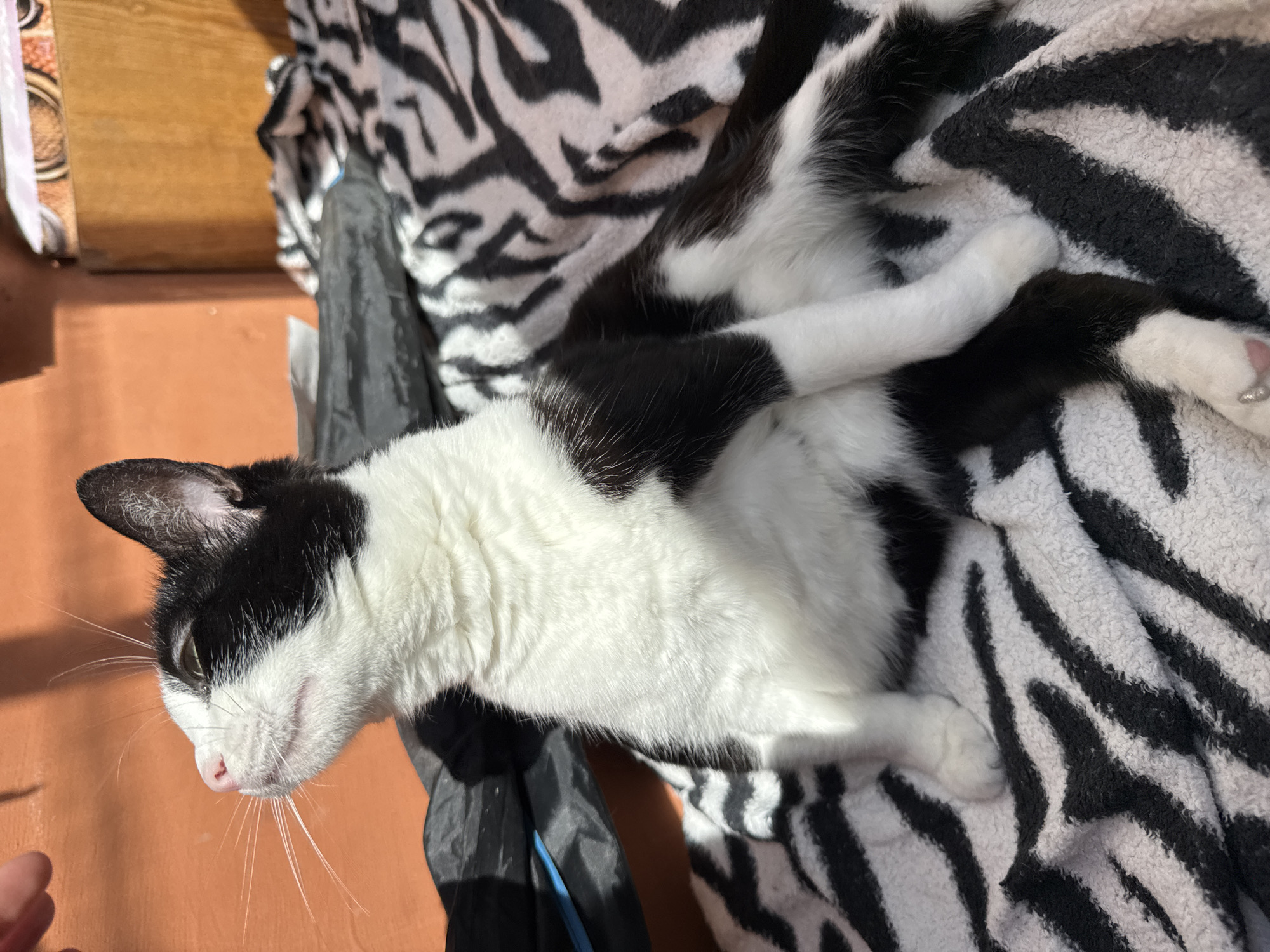A black-and-white cat is lying on a blanket with a zebra print pattern. The cat's head is oriented towards the left side of the image, and its body extends diagonally across the frame. The cat appears to be resting comfortably. A black bag is partially visible next to the cat. The background consists of a light brown surface, possibly a table or floor. The image was taken in the city of Chaikovsky, Russia.