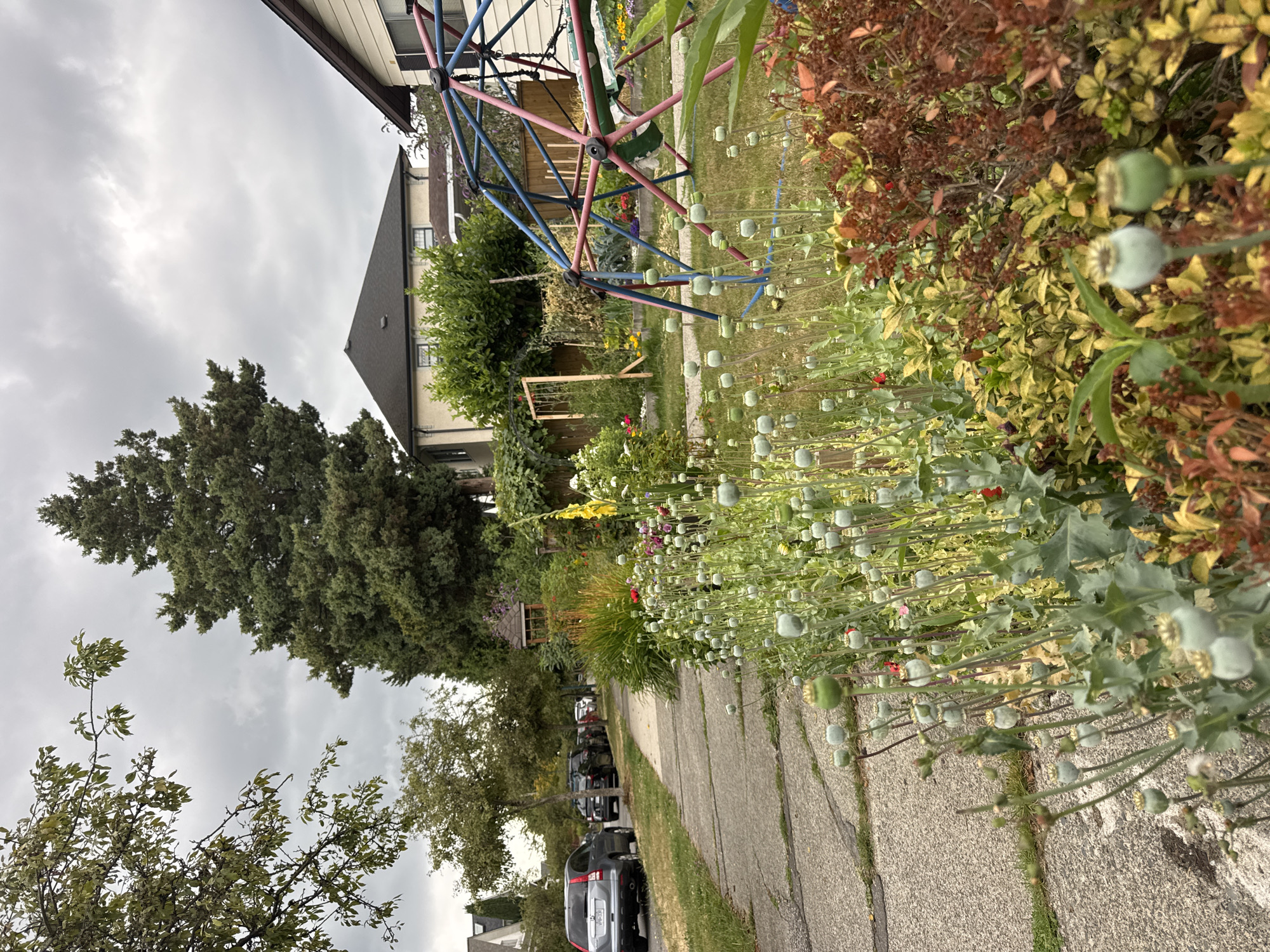 The image depicts a residential street in Vancouver, Canada, likely in a neighborhood with mature trees and single-family homes. The foreground is dominated by a lush garden featuring numerous poppy seed pods on tall stalks, interspersed with other plants displaying autumnal foliage in shades of red and yellow. To the left of the garden, a concrete sidewalk runs alongside the street, which is lined with parked cars. Beyond the sidewalk and garden, a domed structure, possibly a playhouse or decorative element, is visible amidst the greenery, and further back, the rooflines of houses can be seen. A colorful geometric jungle gym structure is also present in the background, suggesting a family-friendly environment. The sky is overcast with clouds, indicating a typical cloudy Vancouver day. There are no people visible in the image.